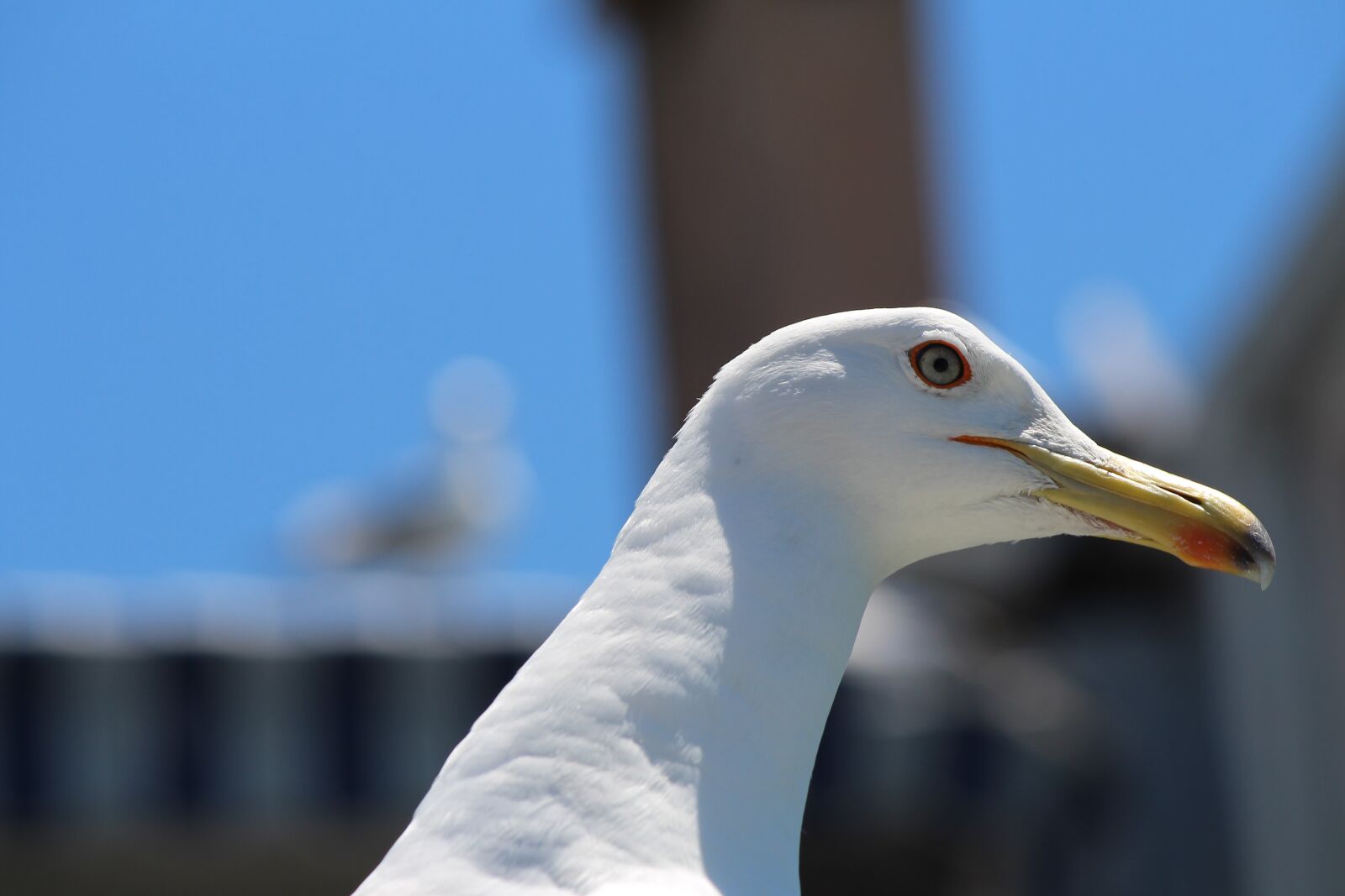 Canon EOS 700D (EOS Rebel T5i / EOS Kiss X7i) + Canon EF-S 55-250mm F4-5.6 IS sample photo. Seagull, gull portrait, animal photography