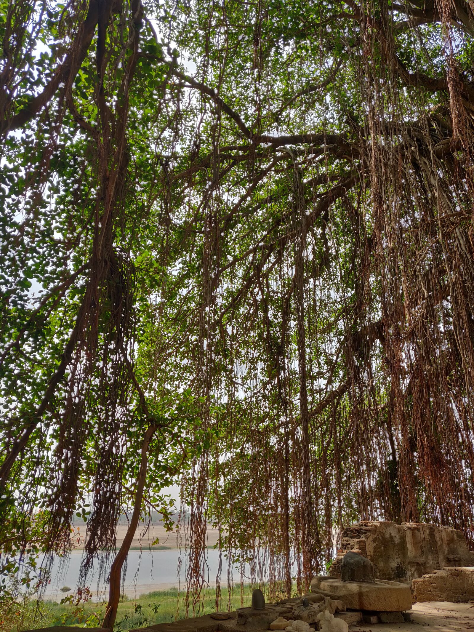 OnePlus A6000 sample photo. Banyan tree, aerial roots photography