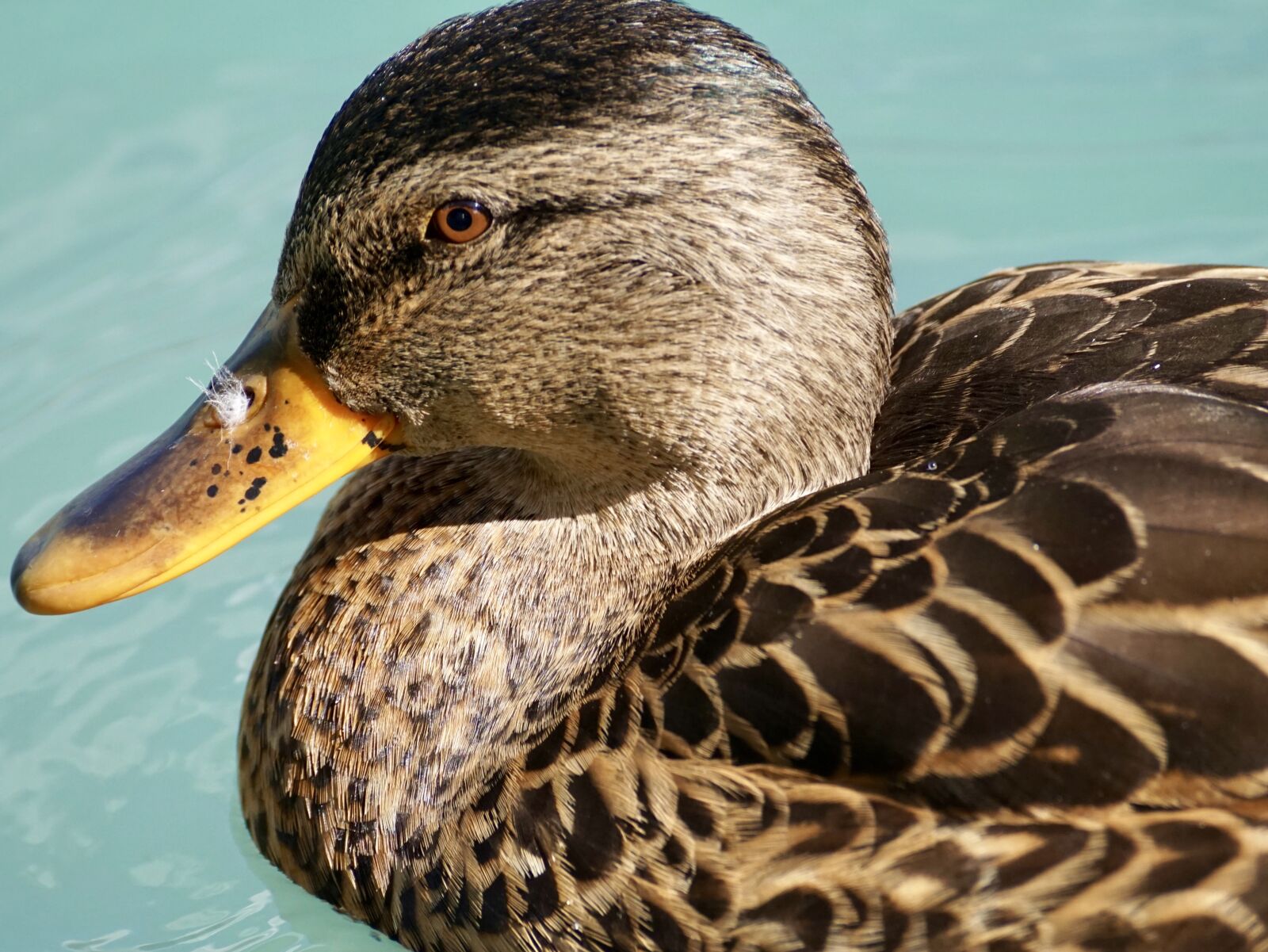 Sony DT 55-300mm F4.5-5.6 SAM sample photo. Duck, schwimmvogel, water bird photography