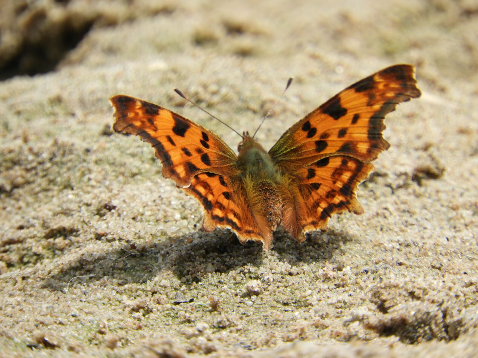 Nikon Coolpix B700 sample photo. Butterfly, colorful, wing photography
