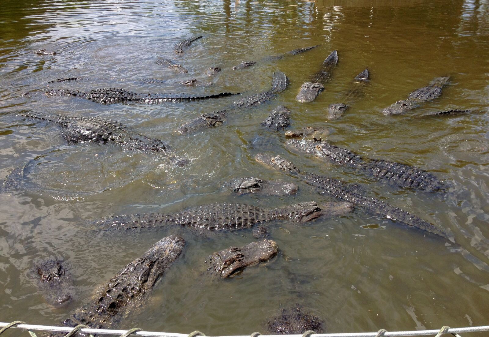 Apple iPhone 4S sample photo. Gatorland, alligators, alligator photography