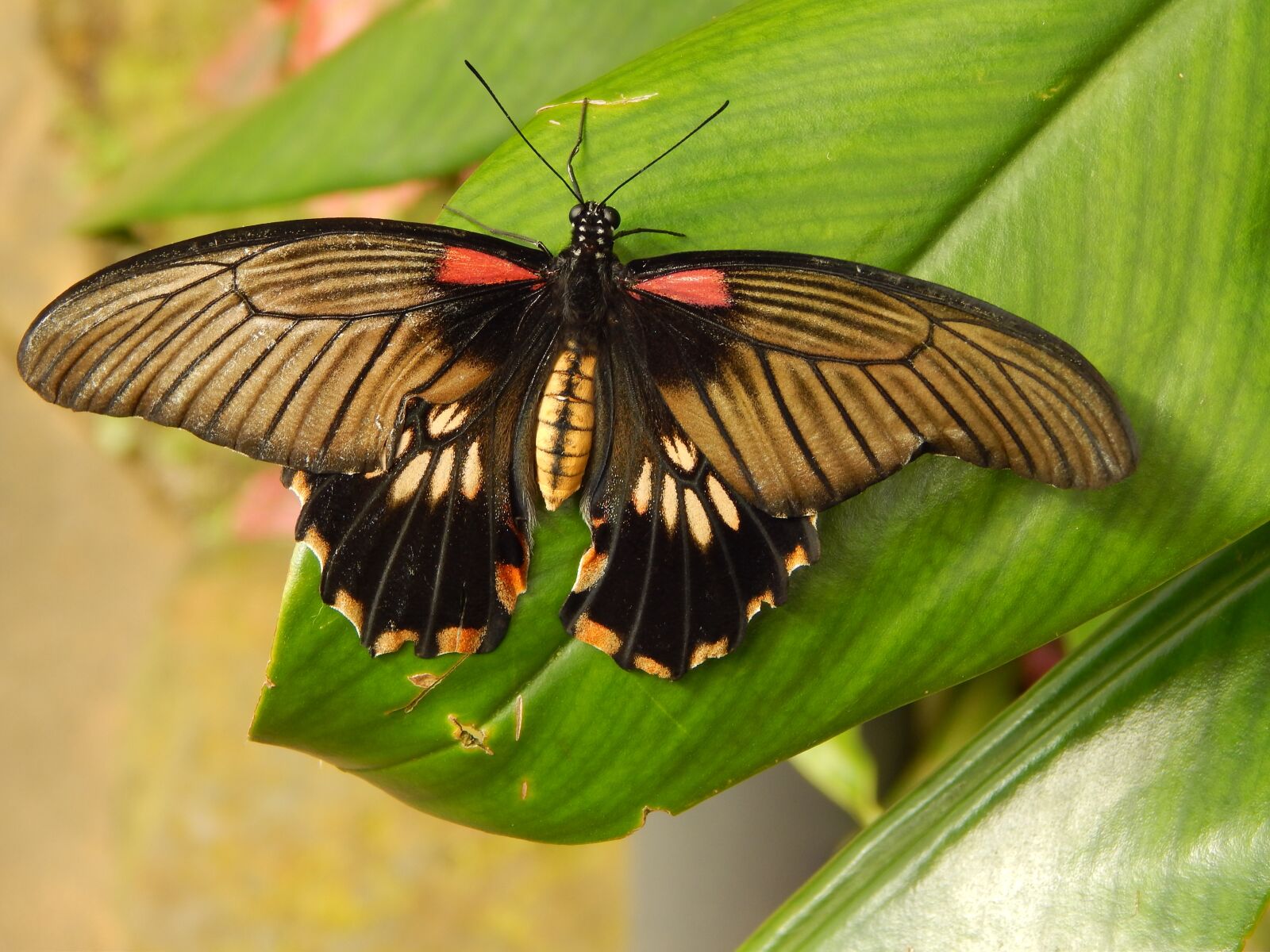 Nikon Coolpix L820 sample photo. Butterfly, nature photography