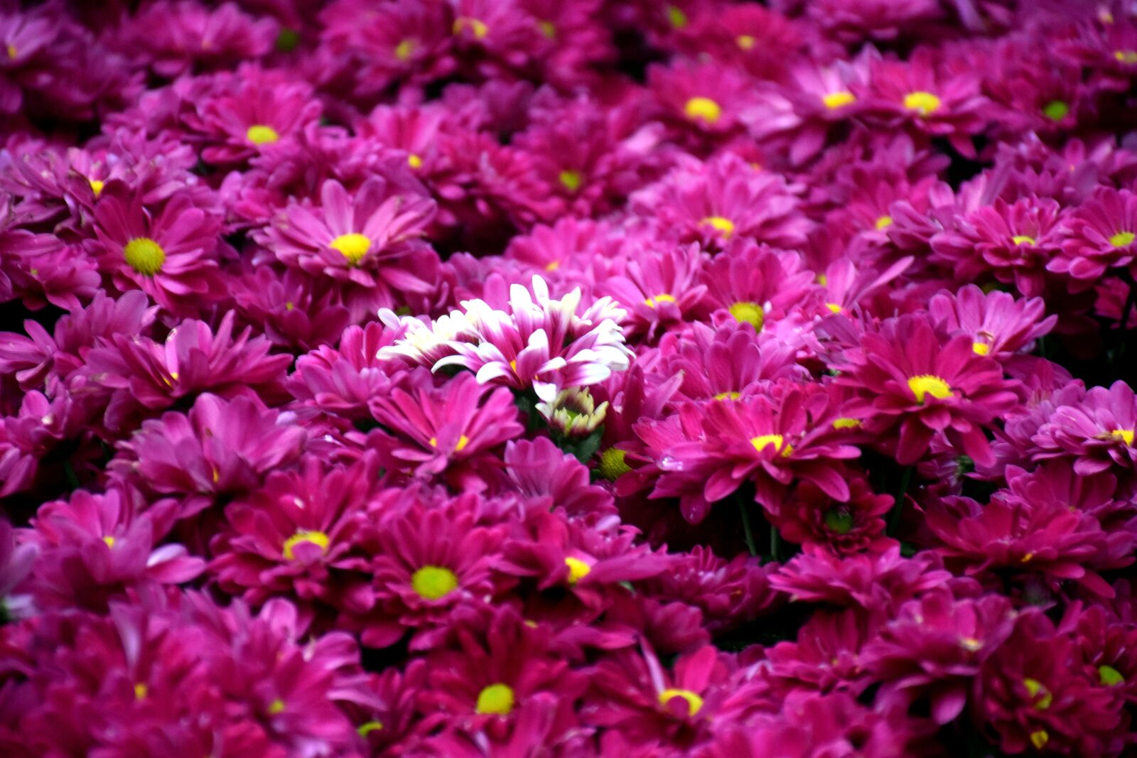Nikon D5500 sample photo. Dalia, flower, dahlia photography
