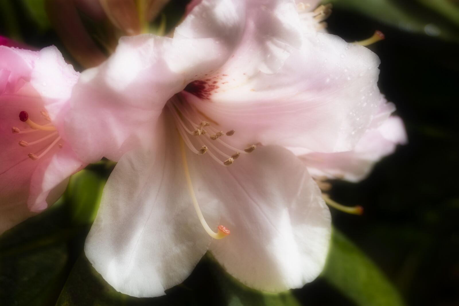 Panasonic Lumix DMC-FZ1000 sample photo. Rhododendron, softened pedals, garden photography