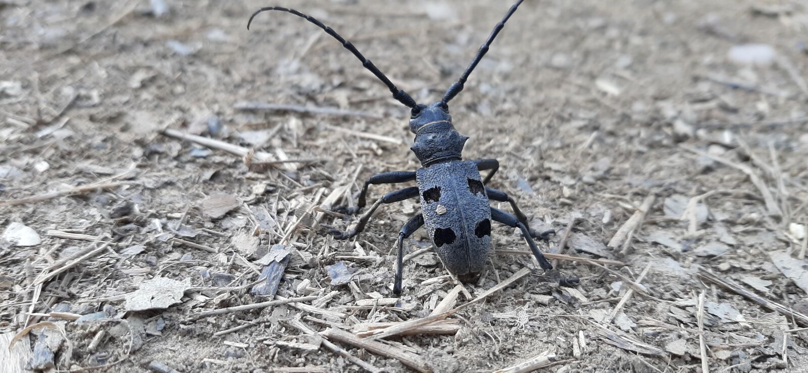 Samsung Galaxy A50 sample photo. Insect, forest, nature photography