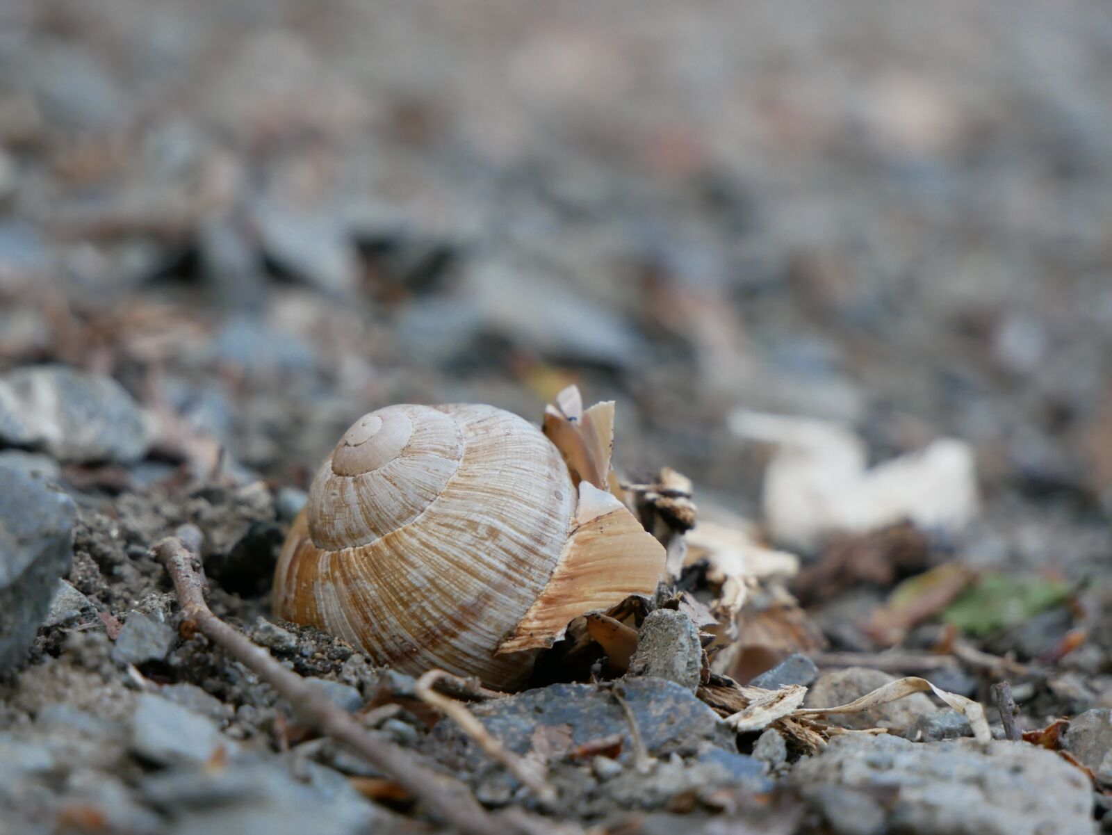 Panasonic DMC-G81 sample photo. Snail, shell, casing photography