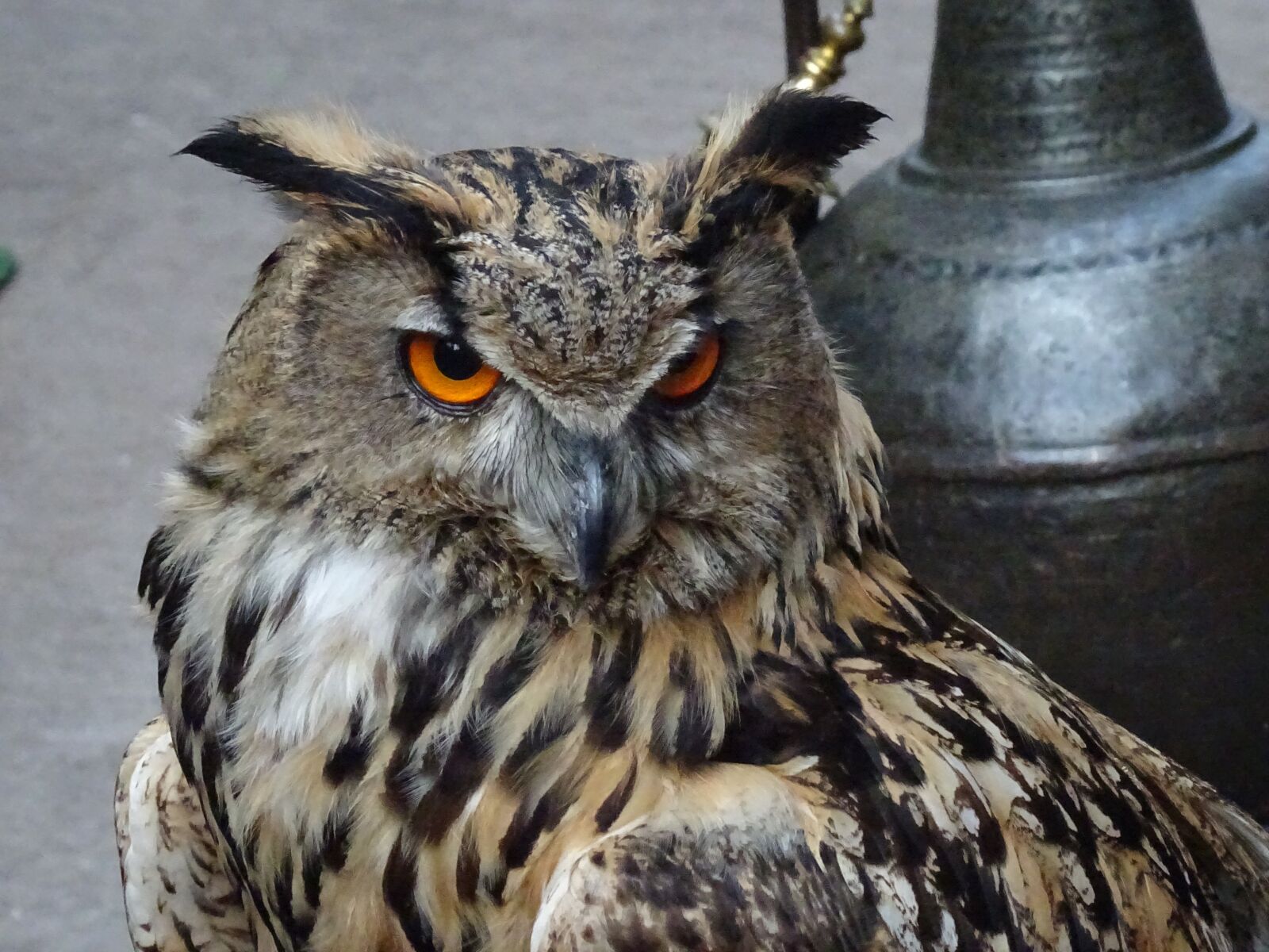 Sony DSC-HX60 sample photo. Animal, owl, feathers photography
