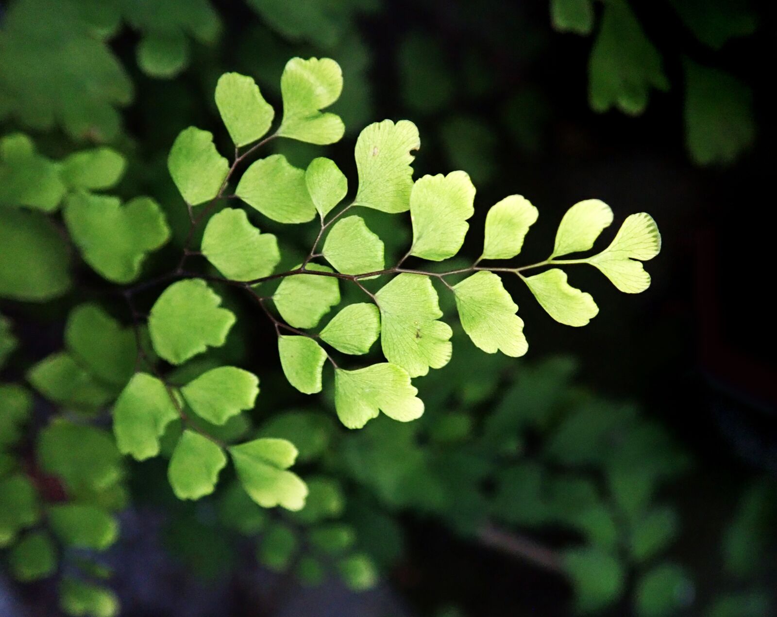 Olympus TG-5 sample photo. Fern, maiden hair, plant photography
