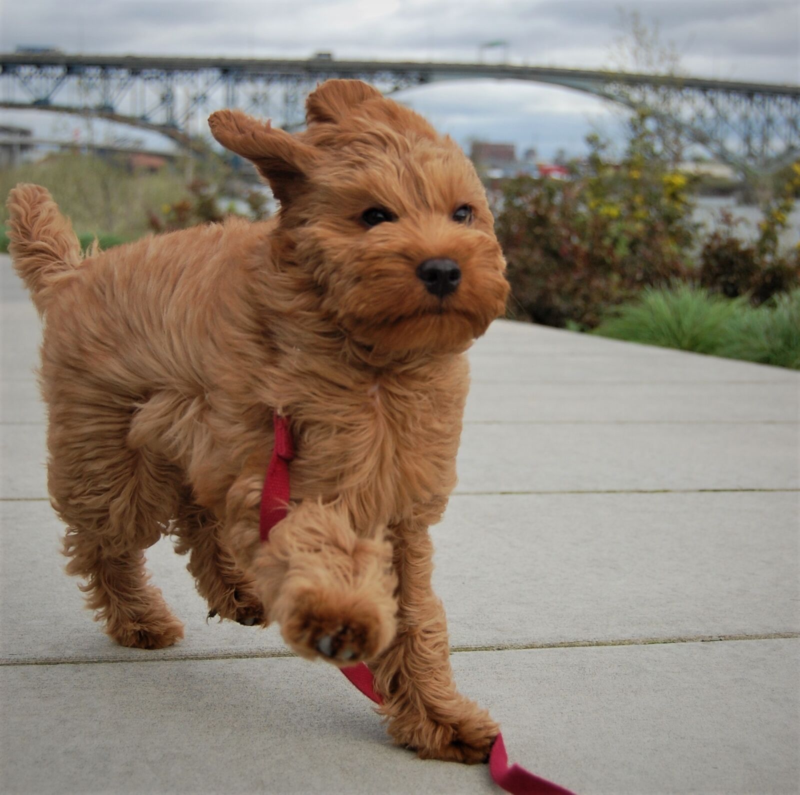 Nikon D40 sample photo. Windy, wind, puppy photography