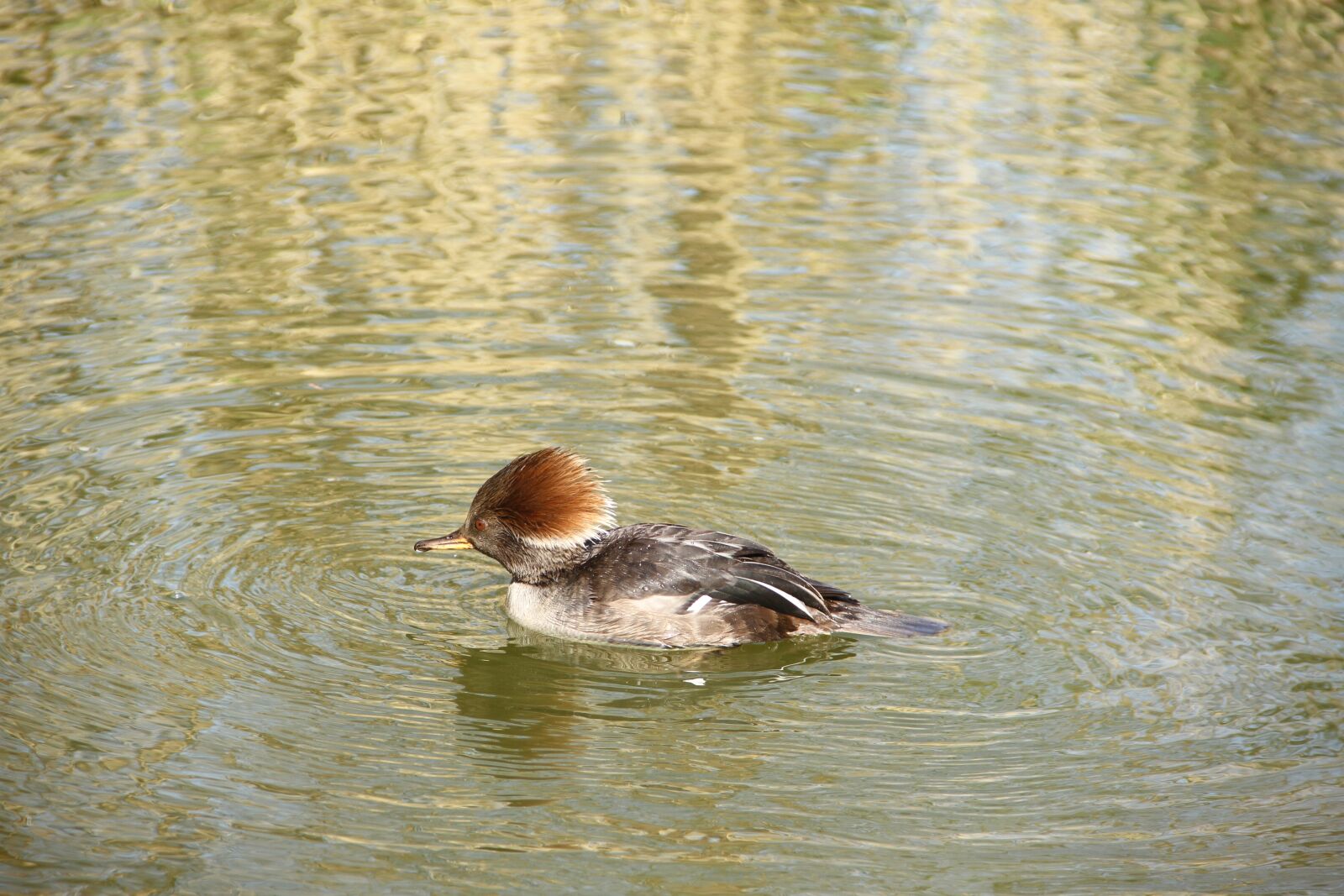 Canon EOS 7D sample photo. Duck, water, animal photography