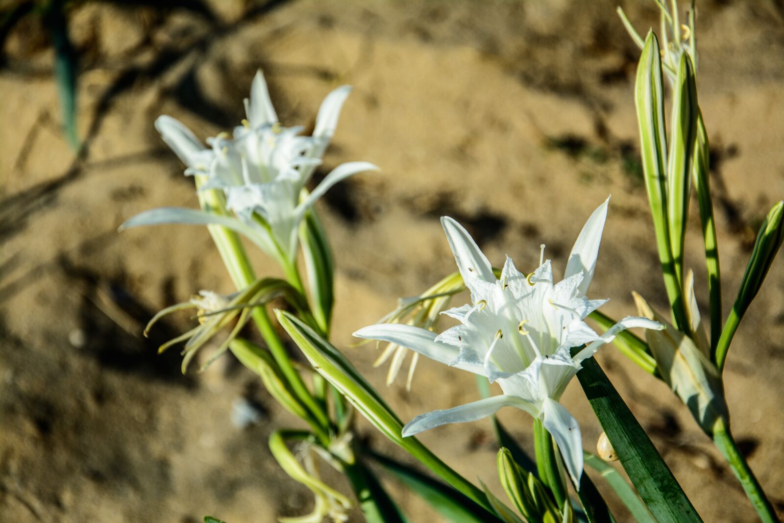 Nikon D5200 sample photo. Nature, lily, sea photography