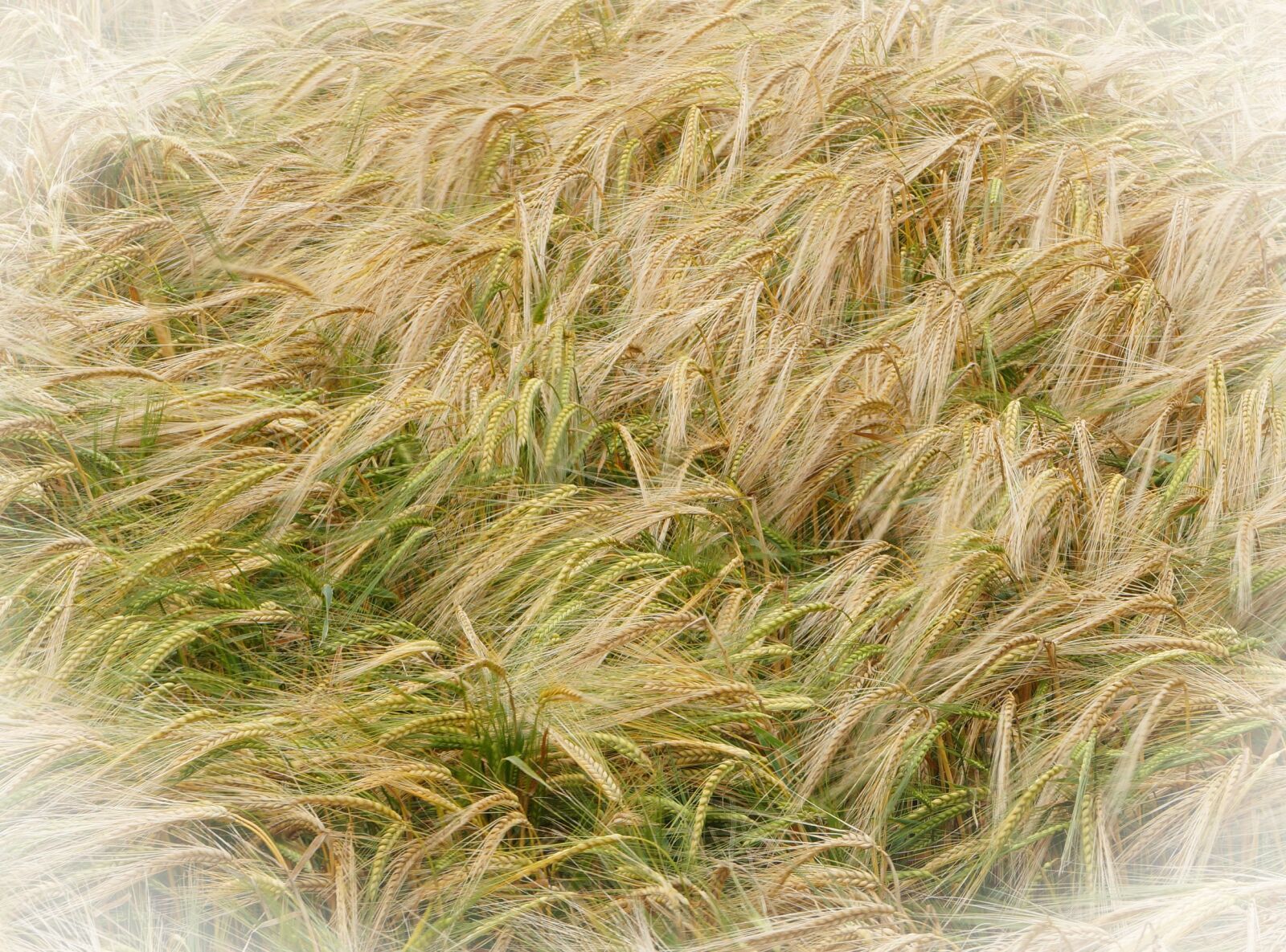 Sony DT 18-55mm F3.5-5.6 SAM II sample photo. Barley, agriculture, yellow photography