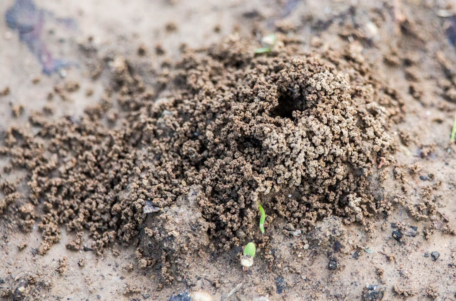 Canon EOS 700D (EOS Rebel T5i / EOS Kiss X7i) sample photo. Sand, soil, nature photography