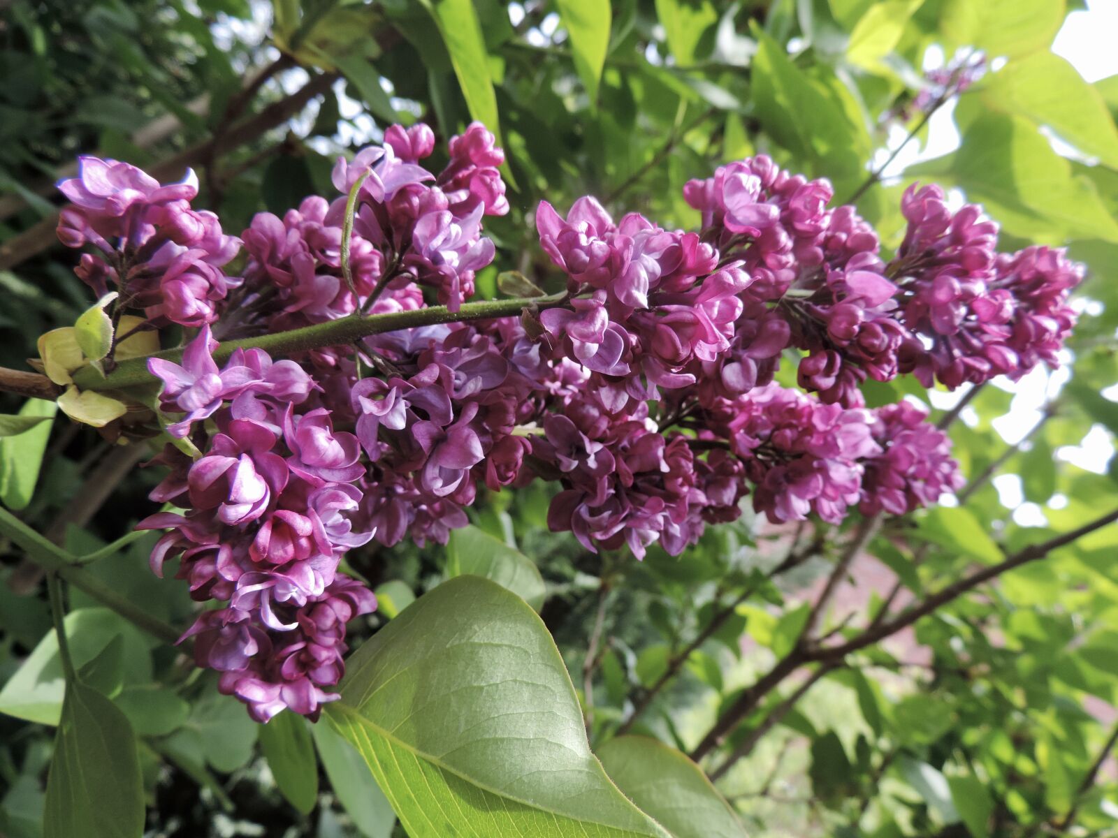 Nikon Coolpix P520 sample photo. Lilac, blossom, bloom photography