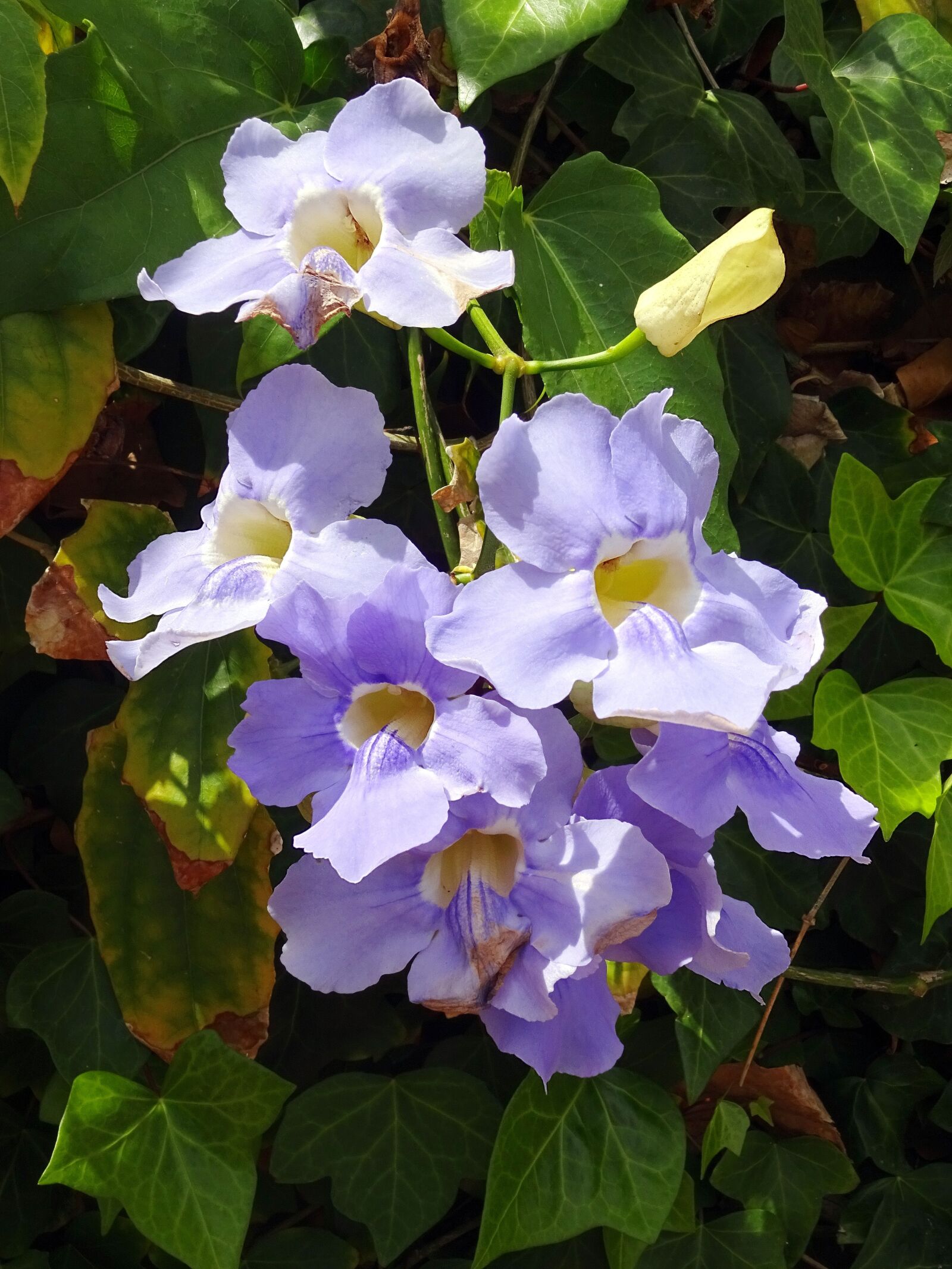 Sony Cyber-shot DSC-WX220 sample photo. Thunbergia, thunbergia grandiflora, flower photography