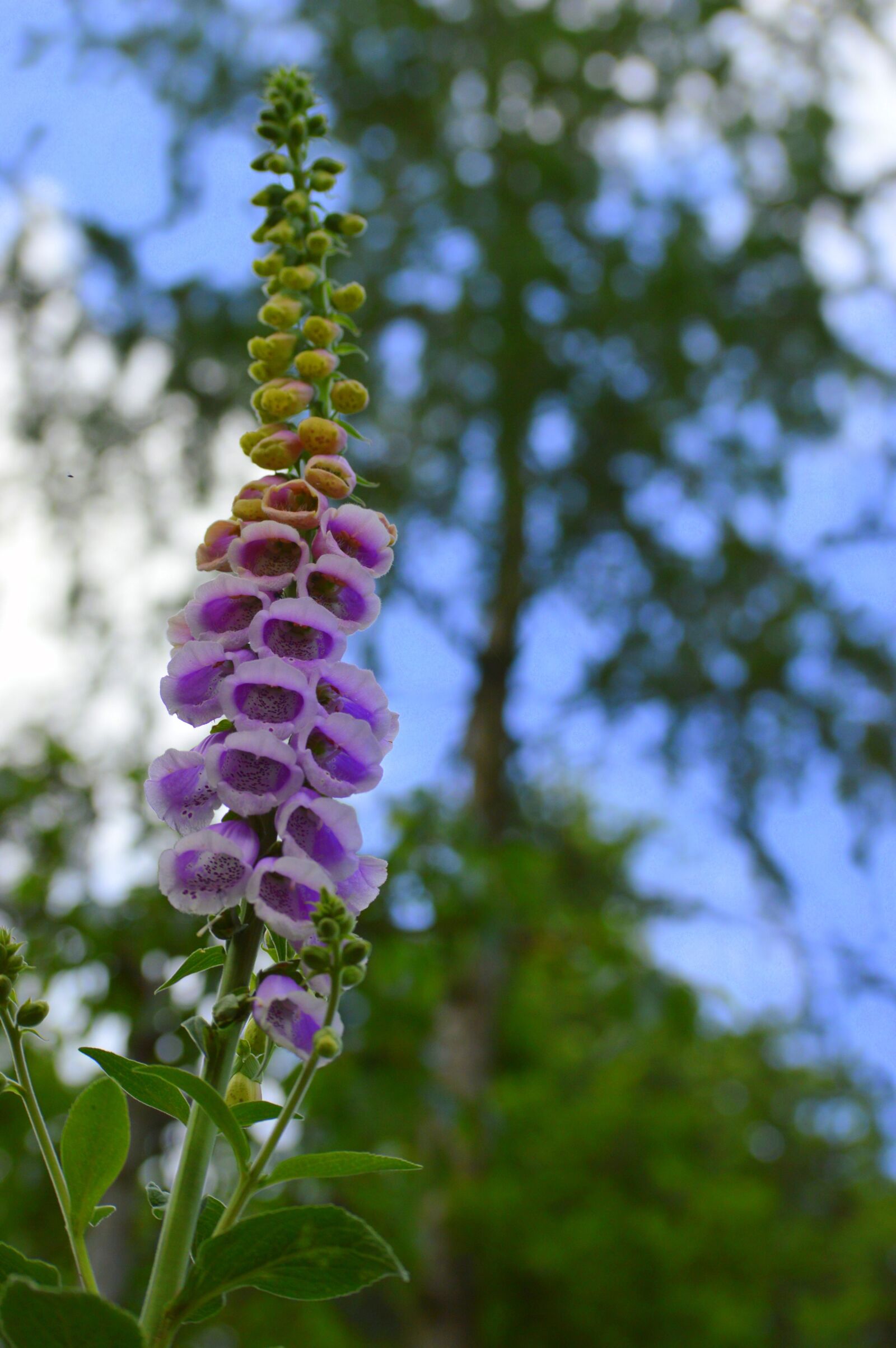 Nikon D3200 sample photo. Flower, pink, garden photography