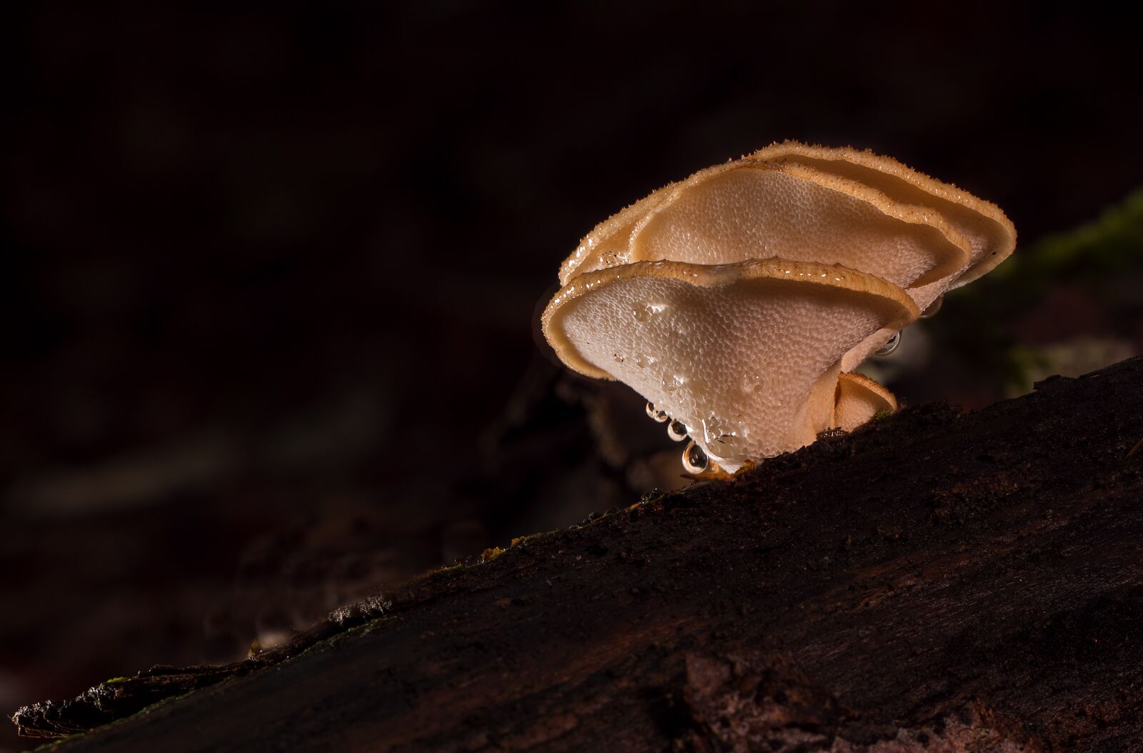 Tamron SP AF 60mm F2 Di II LD IF Macro sample photo. Mushroom, mushrooms, reishi photography