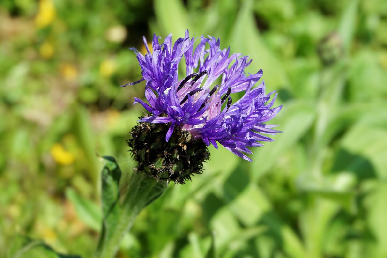 Sony a6000 sample photo. Flower, blossom, bloom photography