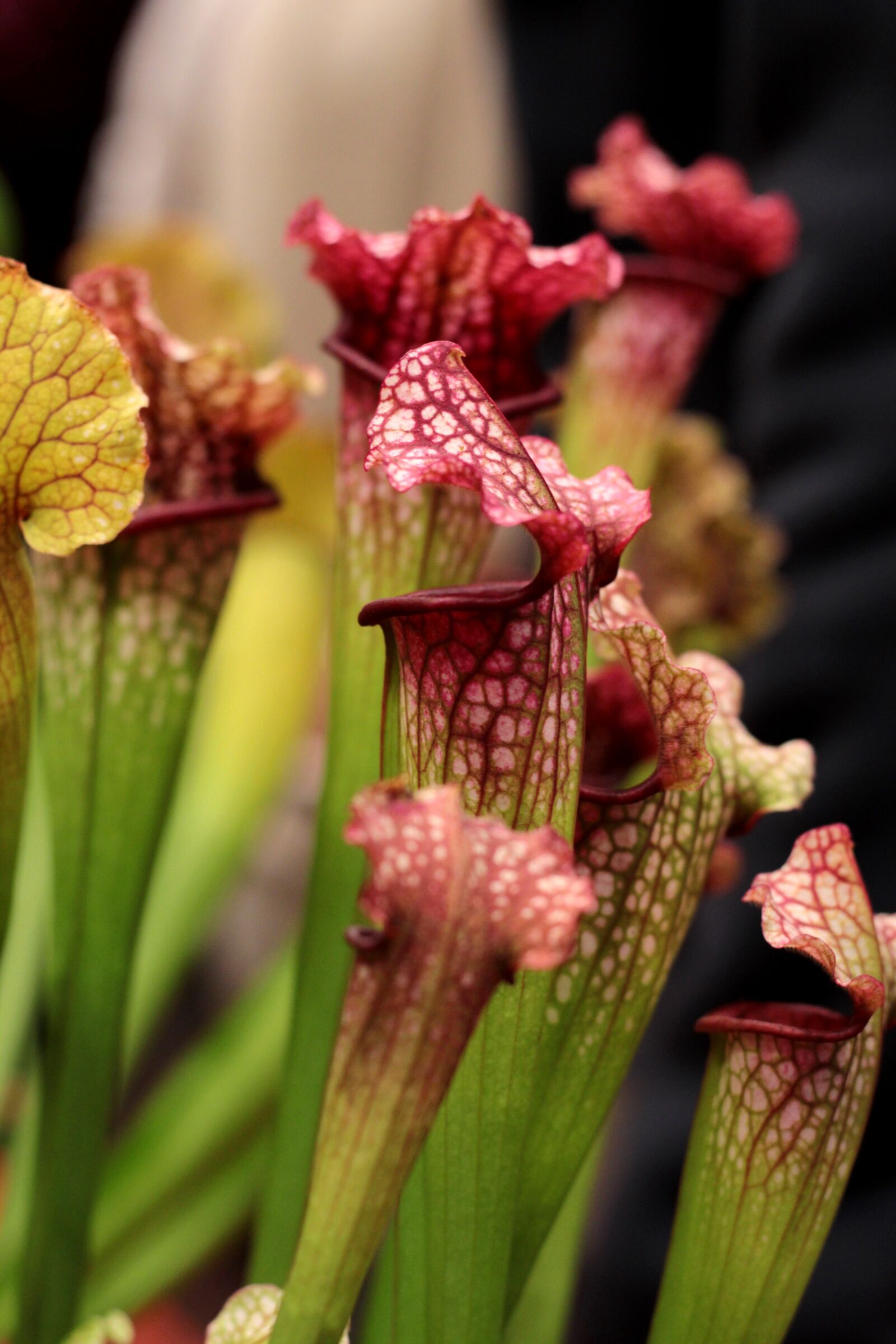 Canon EOS 600D (Rebel EOS T3i / EOS Kiss X5) sample photo. Sarracenia, trompetbekerplant, carnivore photography