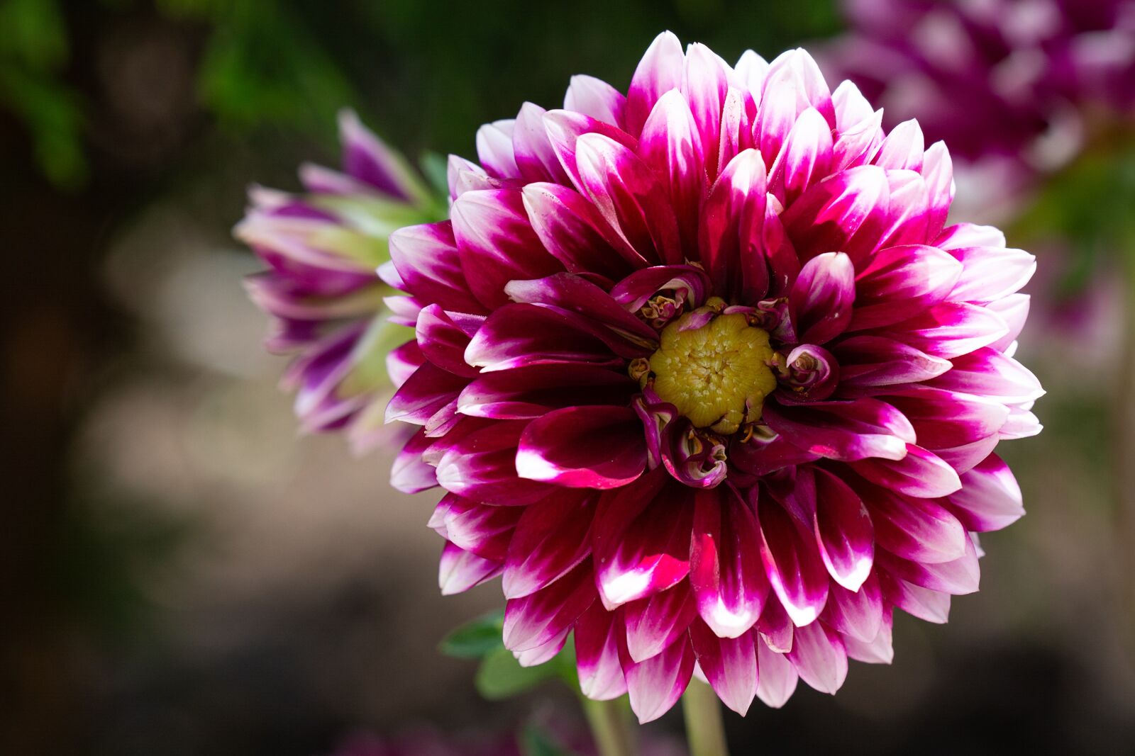 Nikon D7100 sample photo. Dahlia, bloom, garden photography