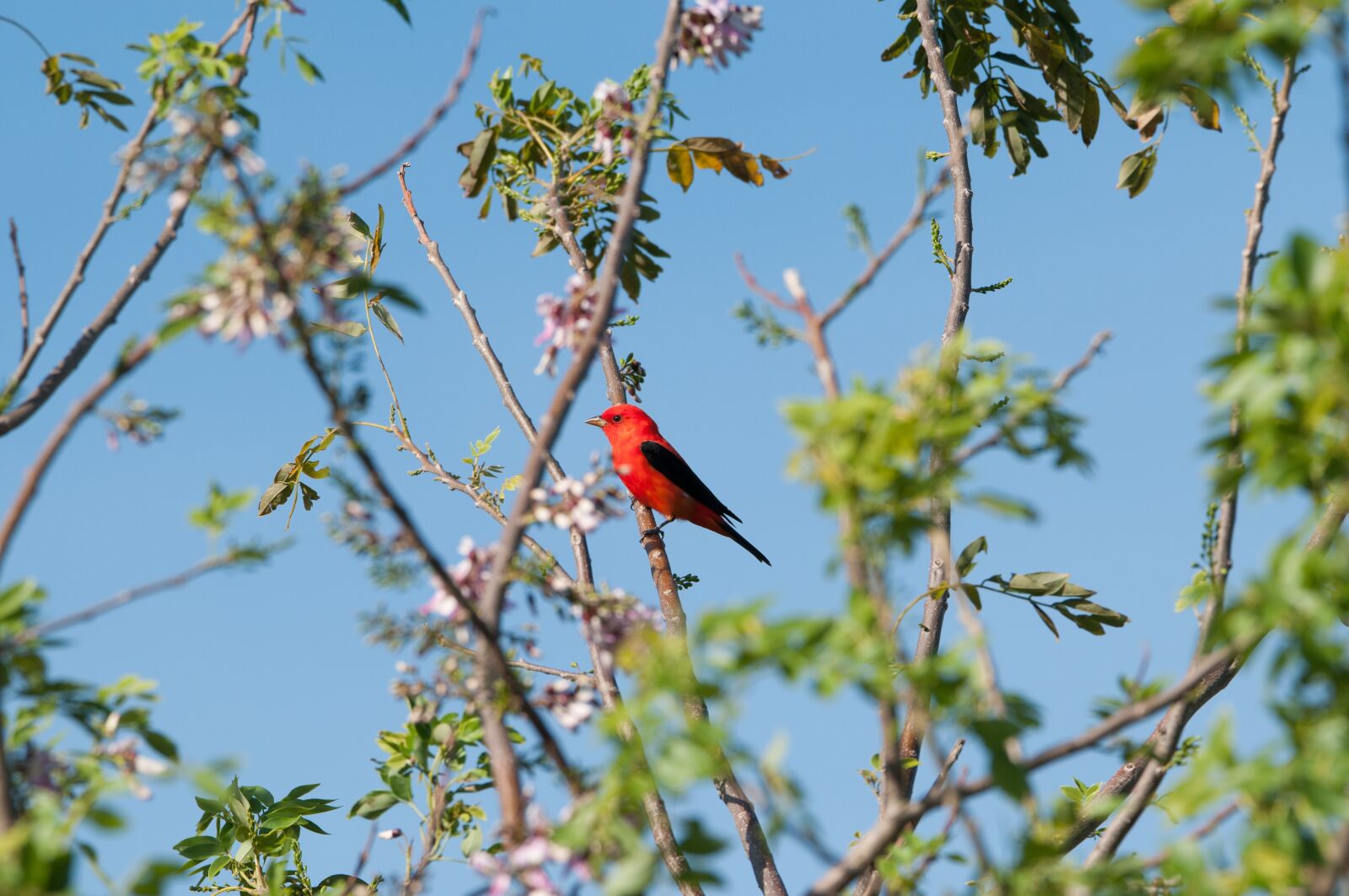 Tamron SP 150-600mm F5-6.3 Di VC USD sample photo. Tree, nature, bird photography