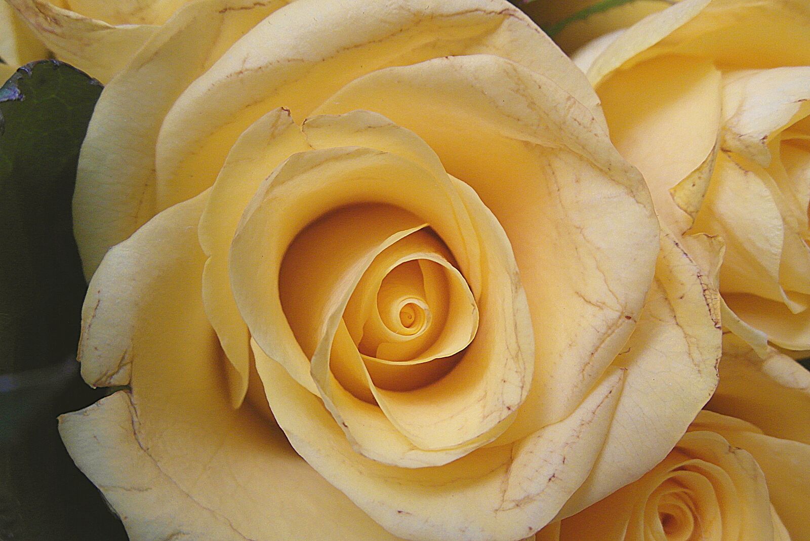 Samsung WB750 sample photo. Rose, flower, yellow photography