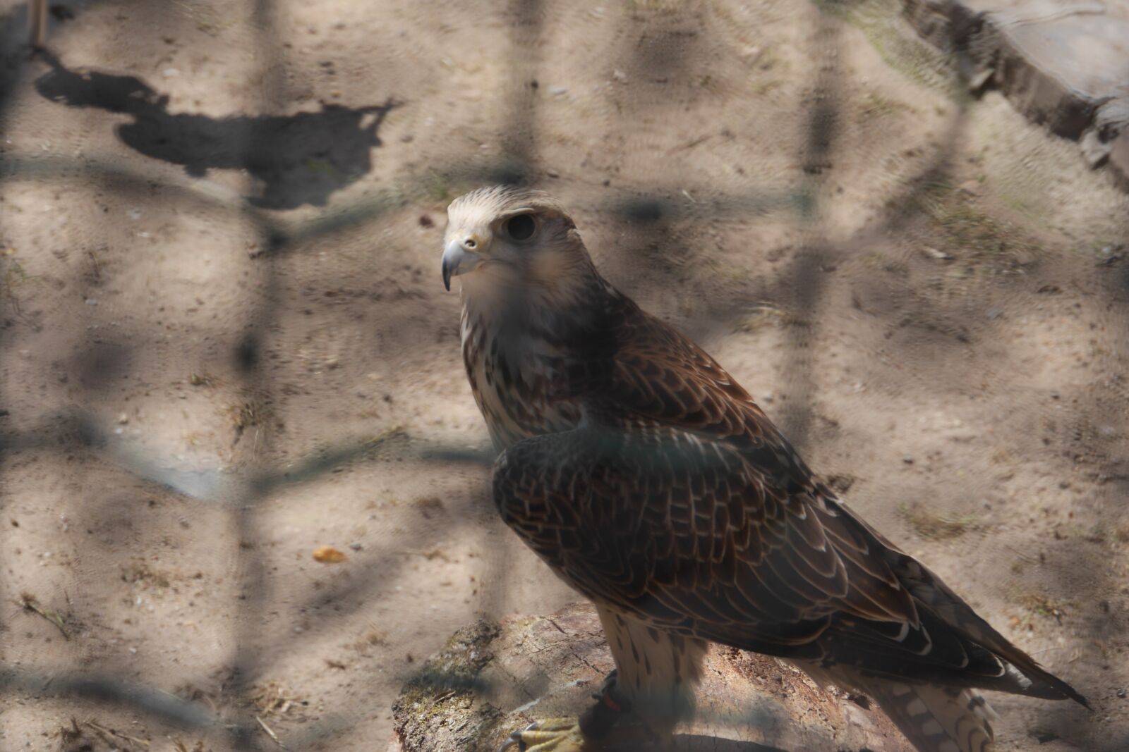 Panasonic Lumix DMC-GH3 sample photo. Birds, falcon, raptor photography