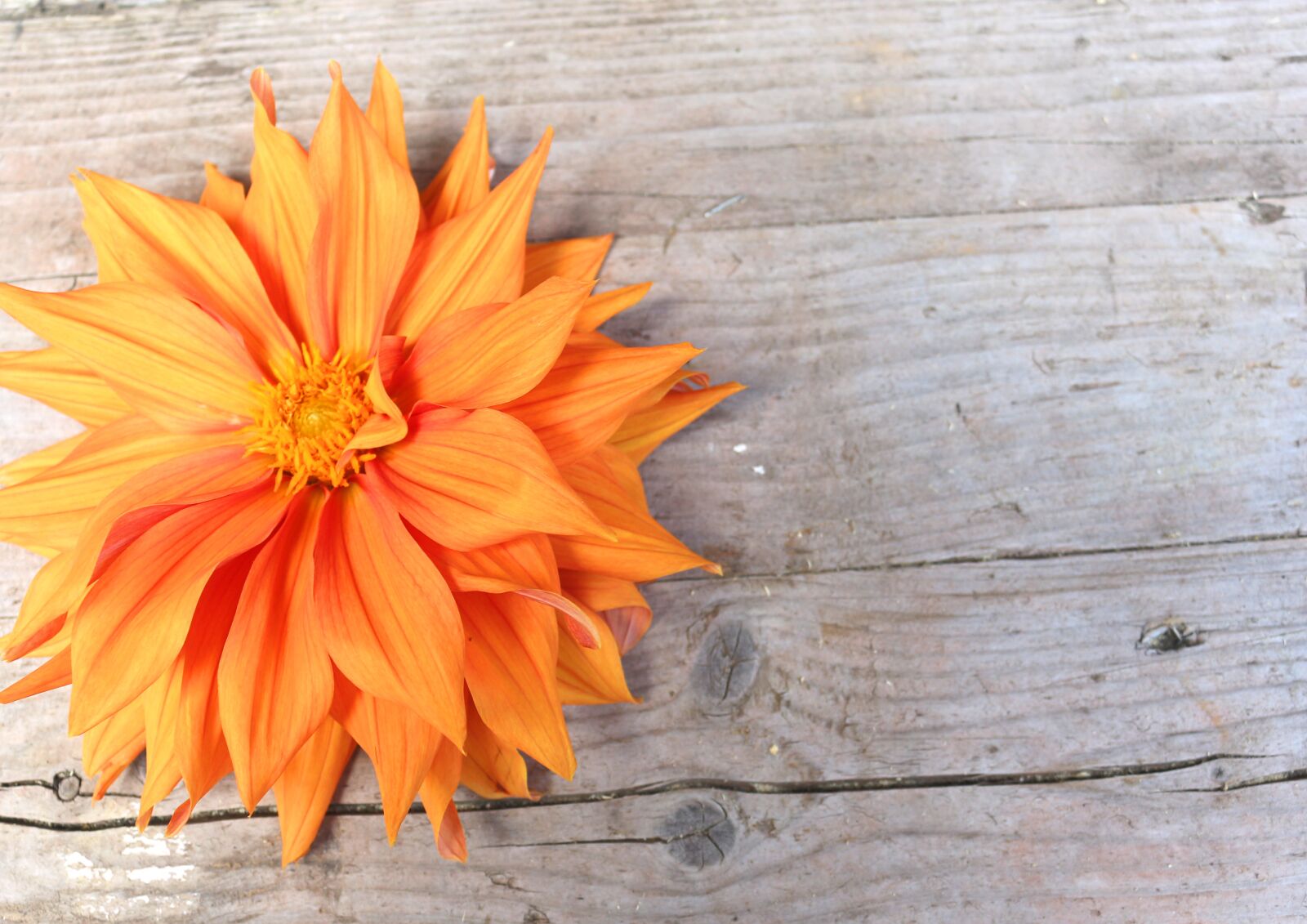 Canon EOS 700D (EOS Rebel T5i / EOS Kiss X7i) sample photo. Dahlia bright, large blooms photography