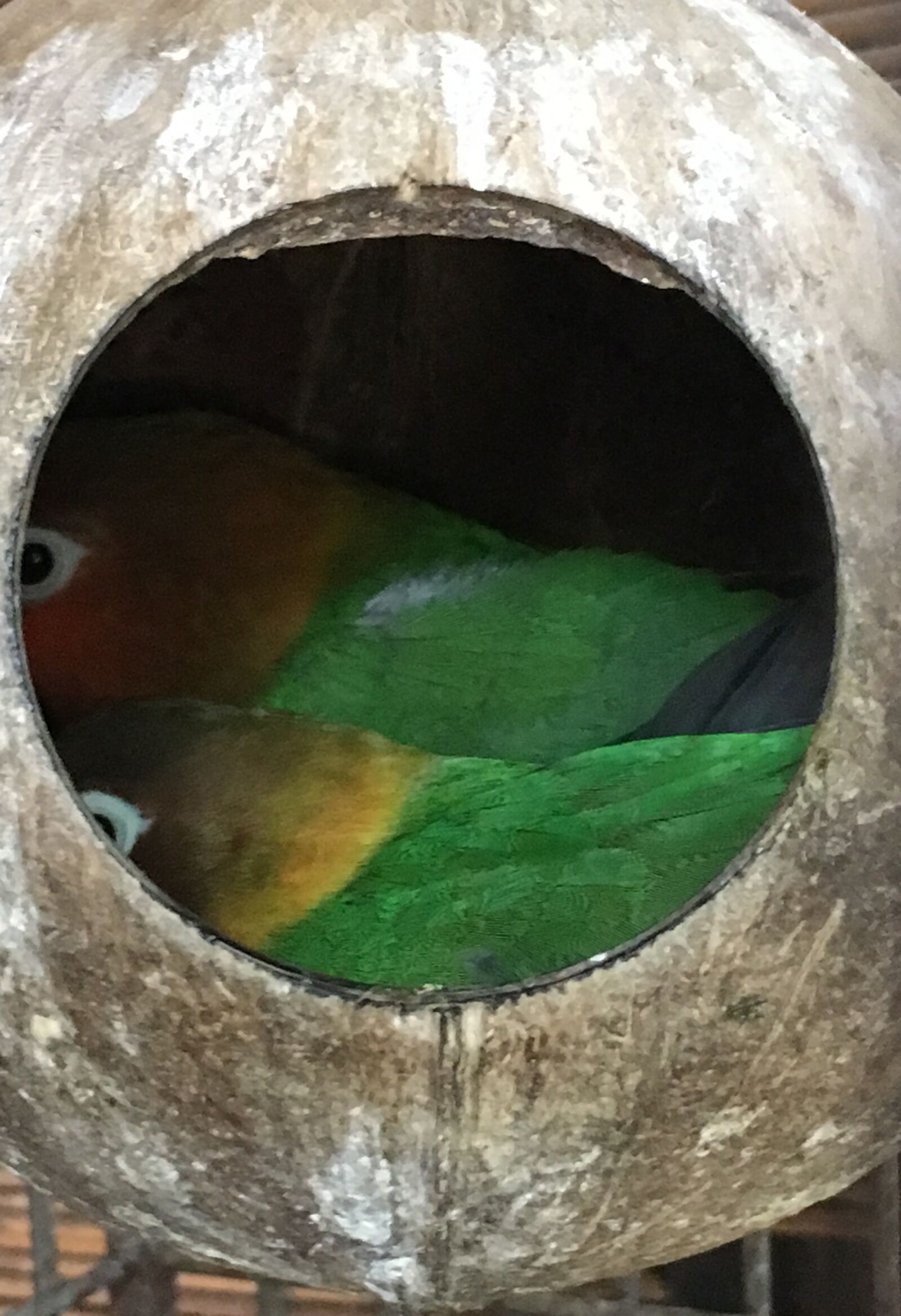 Apple iPhone 6s sample photo. Big, eyes, bird, eyes photography