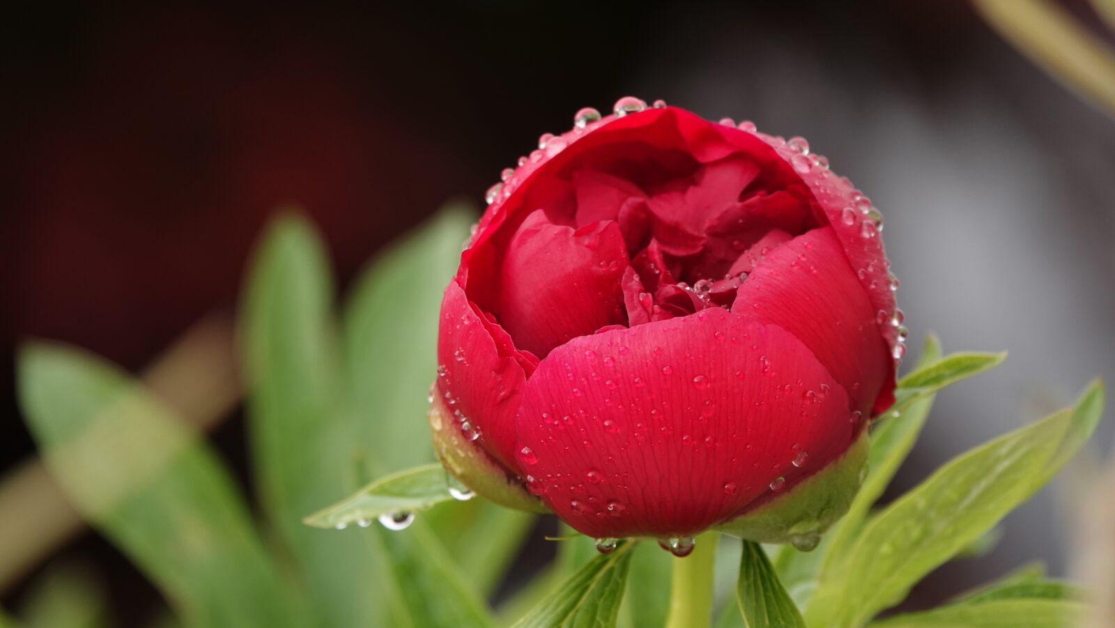 Sony Cyber-shot DSC-RX10 IV sample photo. Peony, garden, spring photography