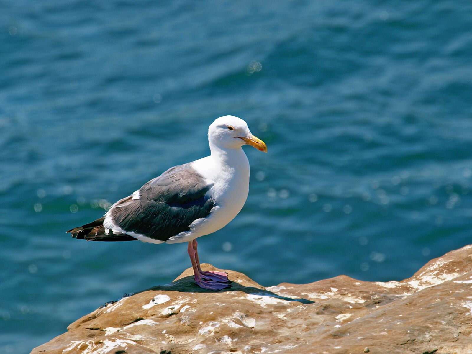 Olympus E-3 sample photo. Water, sea, nature photography