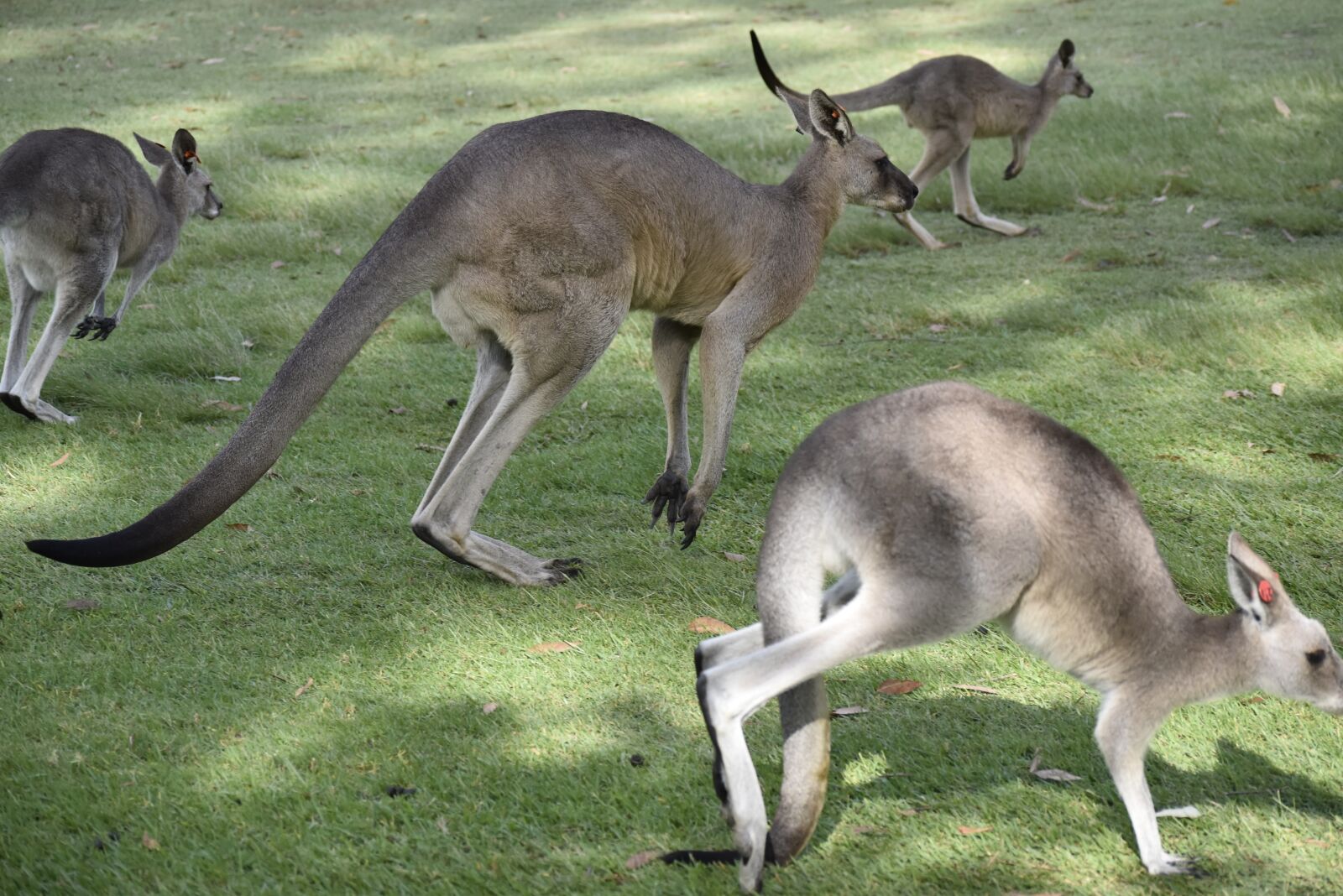 Nikon D5500 sample photo. Australia, nature, kangaroo photography