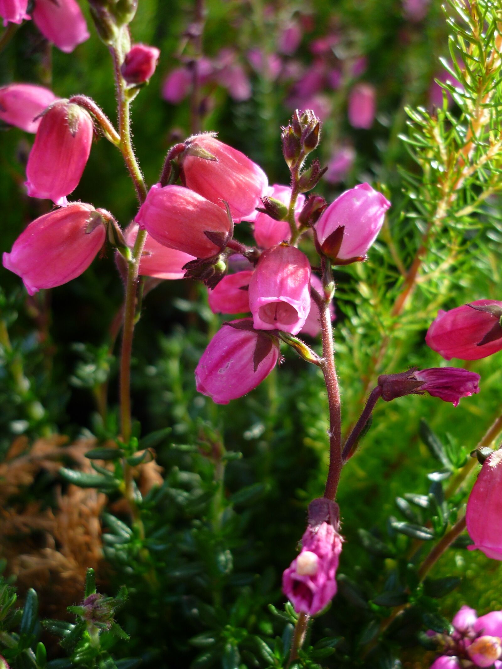 Panasonic Lumix DMC-FS6 sample photo. Flower, erika, tiny photography