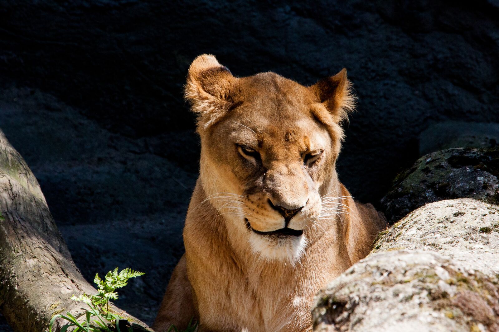 Canon EOS 50D sample photo. Lion, lioness, female photography