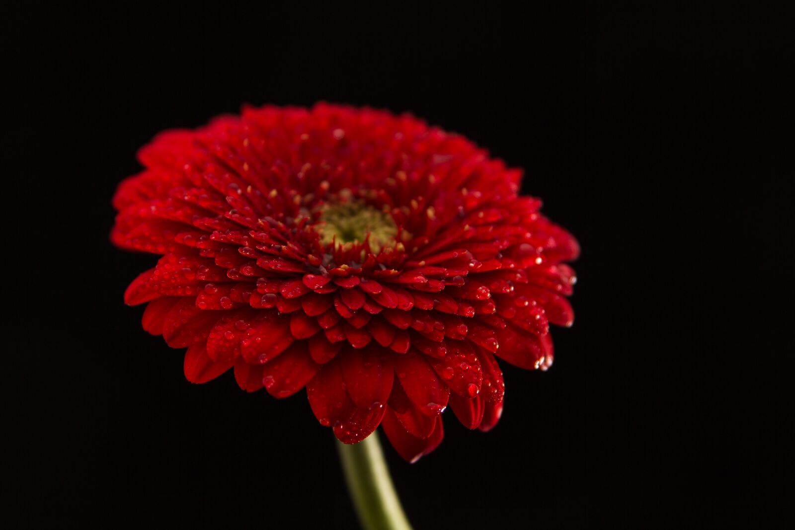 Canon EOS 60D sample photo. Gerbera, blossom, bloom photography