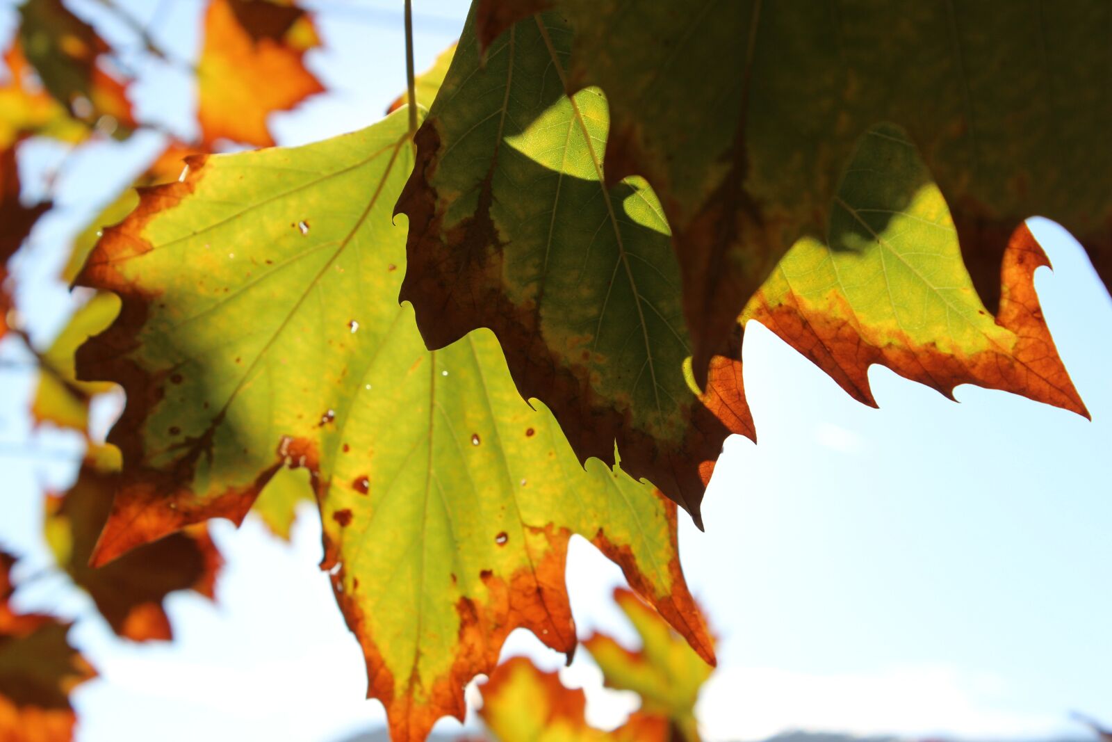 Canon EOS 600D (Rebel EOS T3i / EOS Kiss X5) sample photo. Autumn, leaves, sun photography