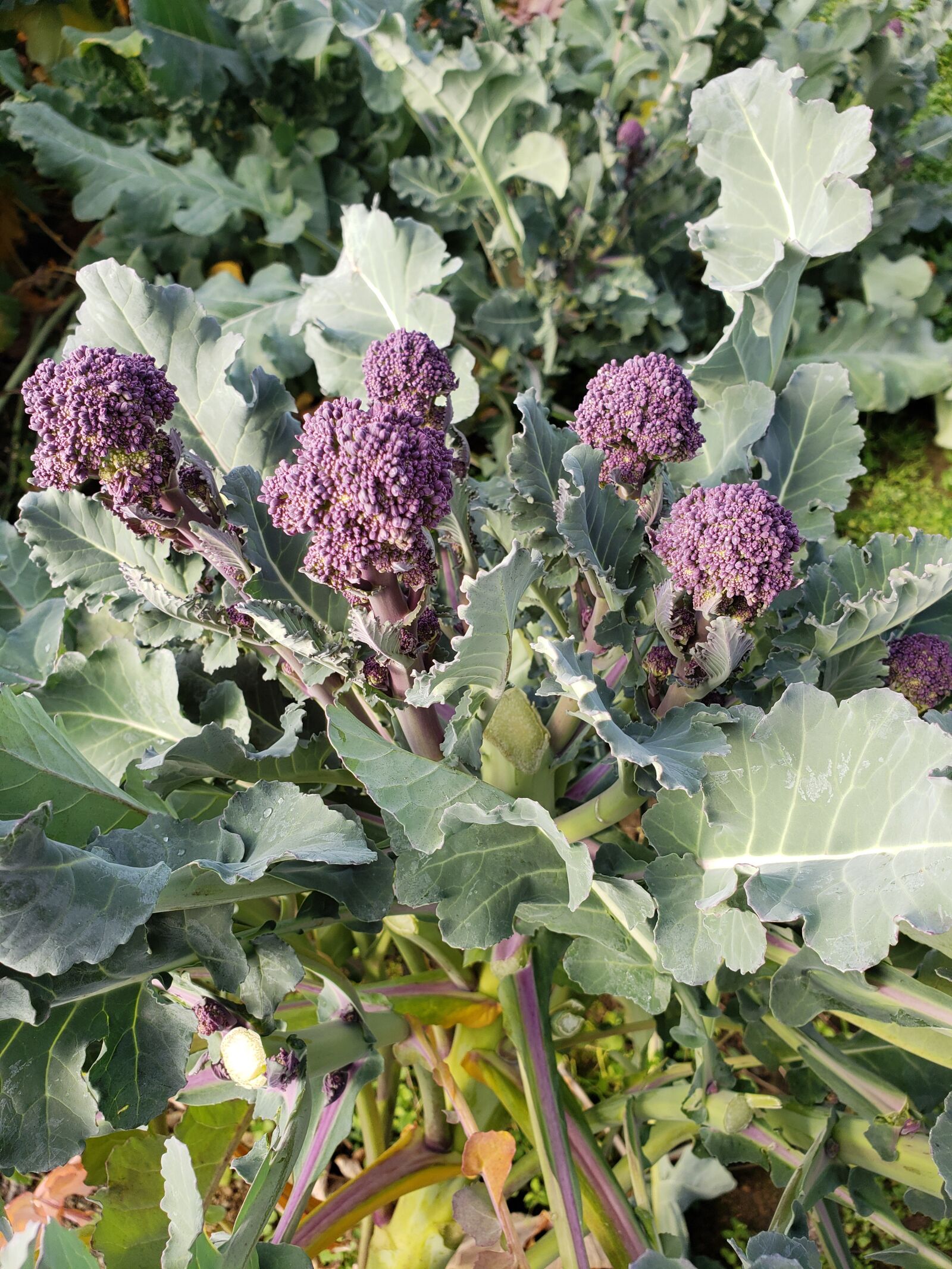 Samsung Galaxy S9 sample photo. Broccolini, santee, organic photography