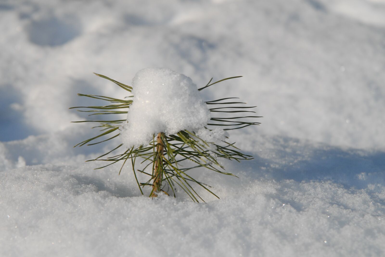 Nikon D200 sample photo. Conifer, scion, winter photography