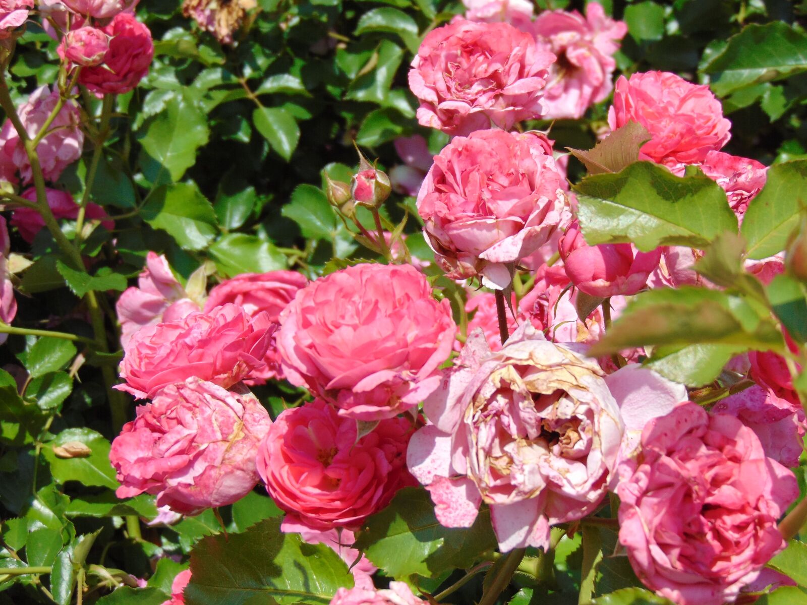 Sony Cyber-shot DSC-H300 sample photo. Spring, flower, floral photography