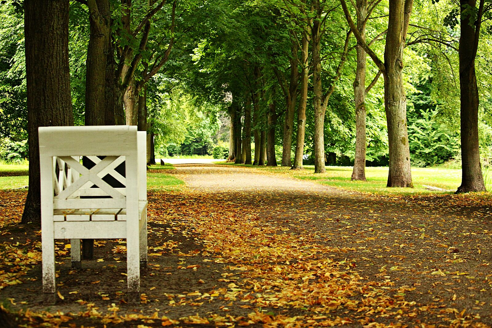 Canon EOS 100D (EOS Rebel SL1 / EOS Kiss X7) sample photo. Avenue, bank, tree lined photography
