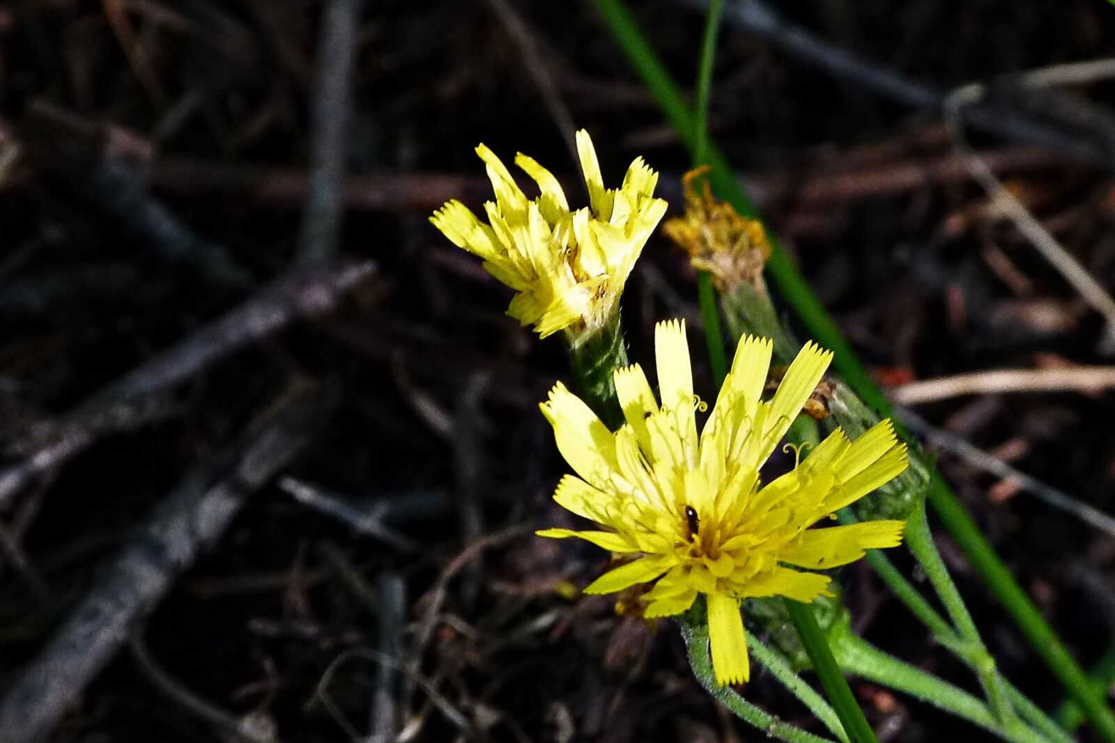 Panasonic Lumix DMC-FZ100 sample photo. Annual hawksbeard, yellow, wildflower photography