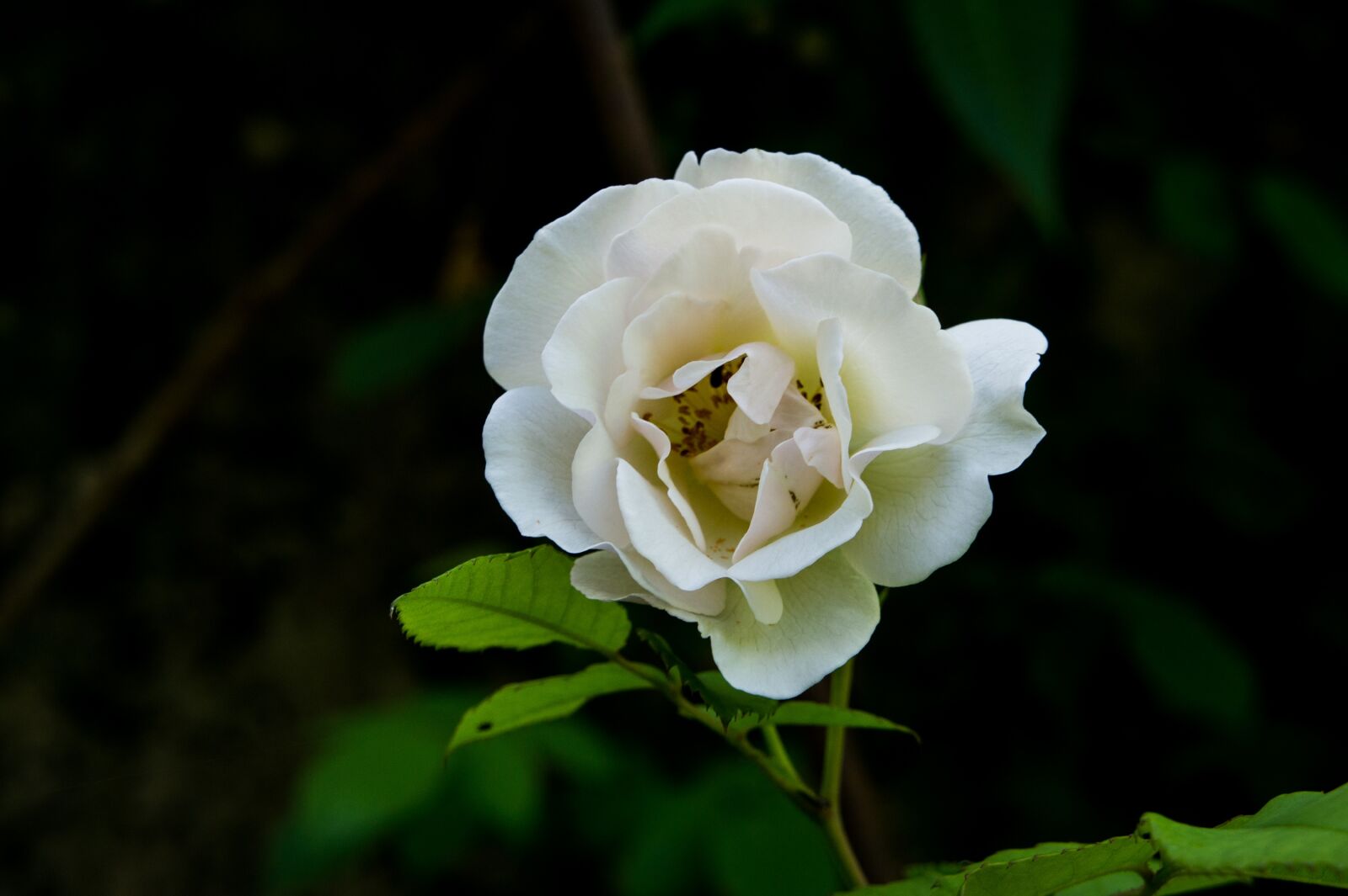 Sony Alpha NEX-3 + Sony E 18-55mm F3.5-5.6 OSS sample photo. Pink, garden, roses photography