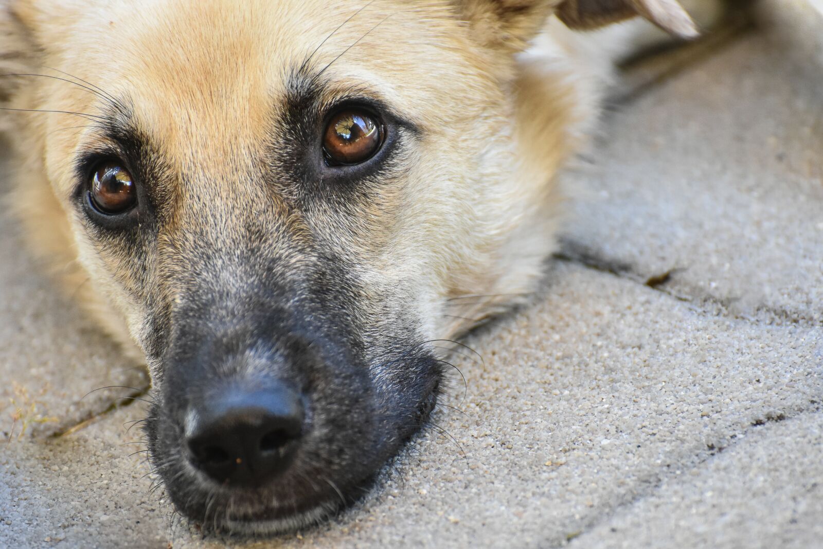 Nikon D7200 sample photo. Dog, hybrid, good photography