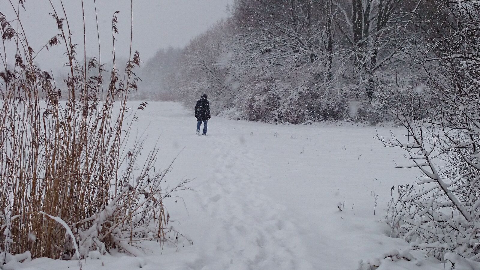 Sony Xperia Z1 Compact sample photo. Winter, snow, rushes photography