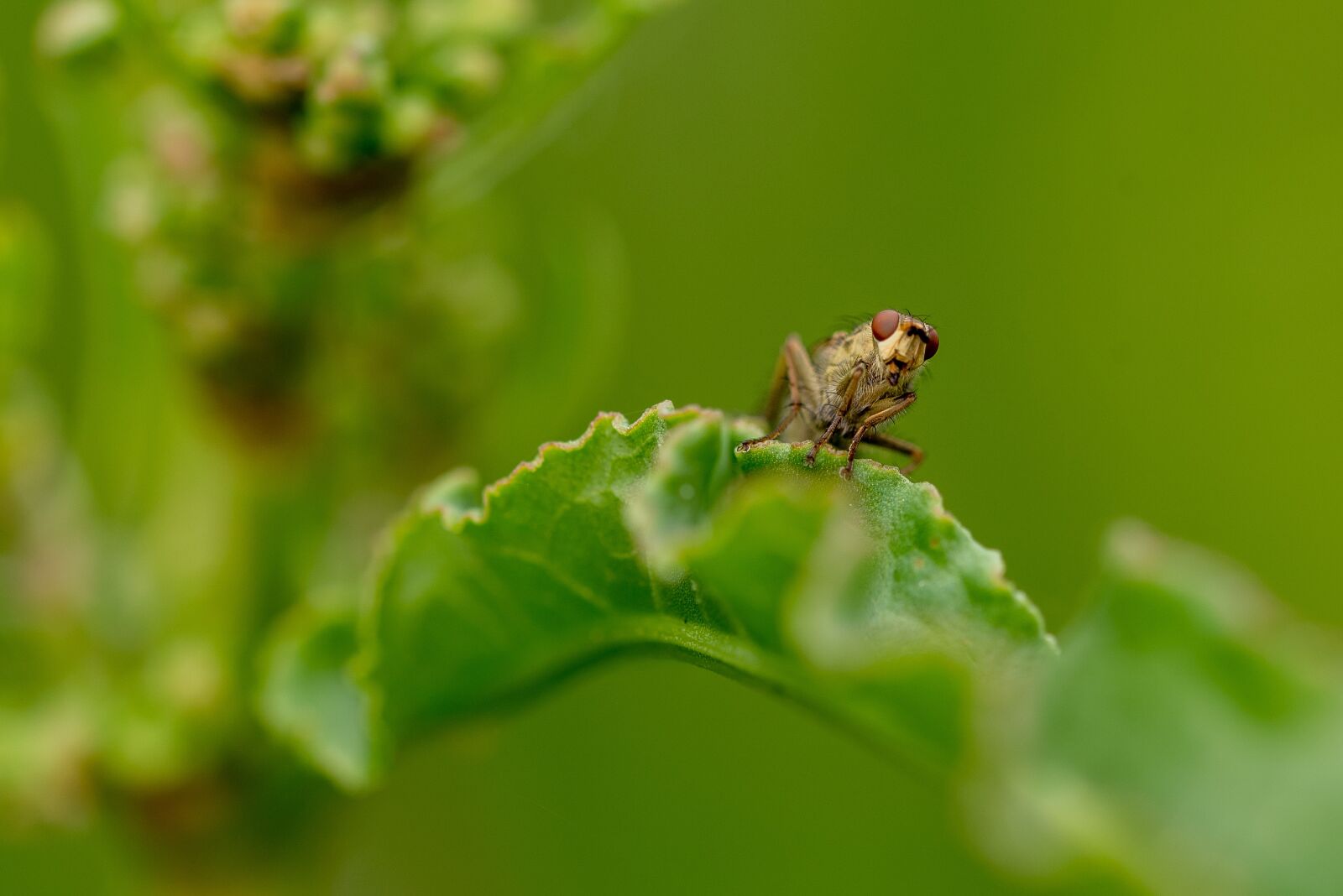 Nikon D750 sample photo. Fly, macro, close photography