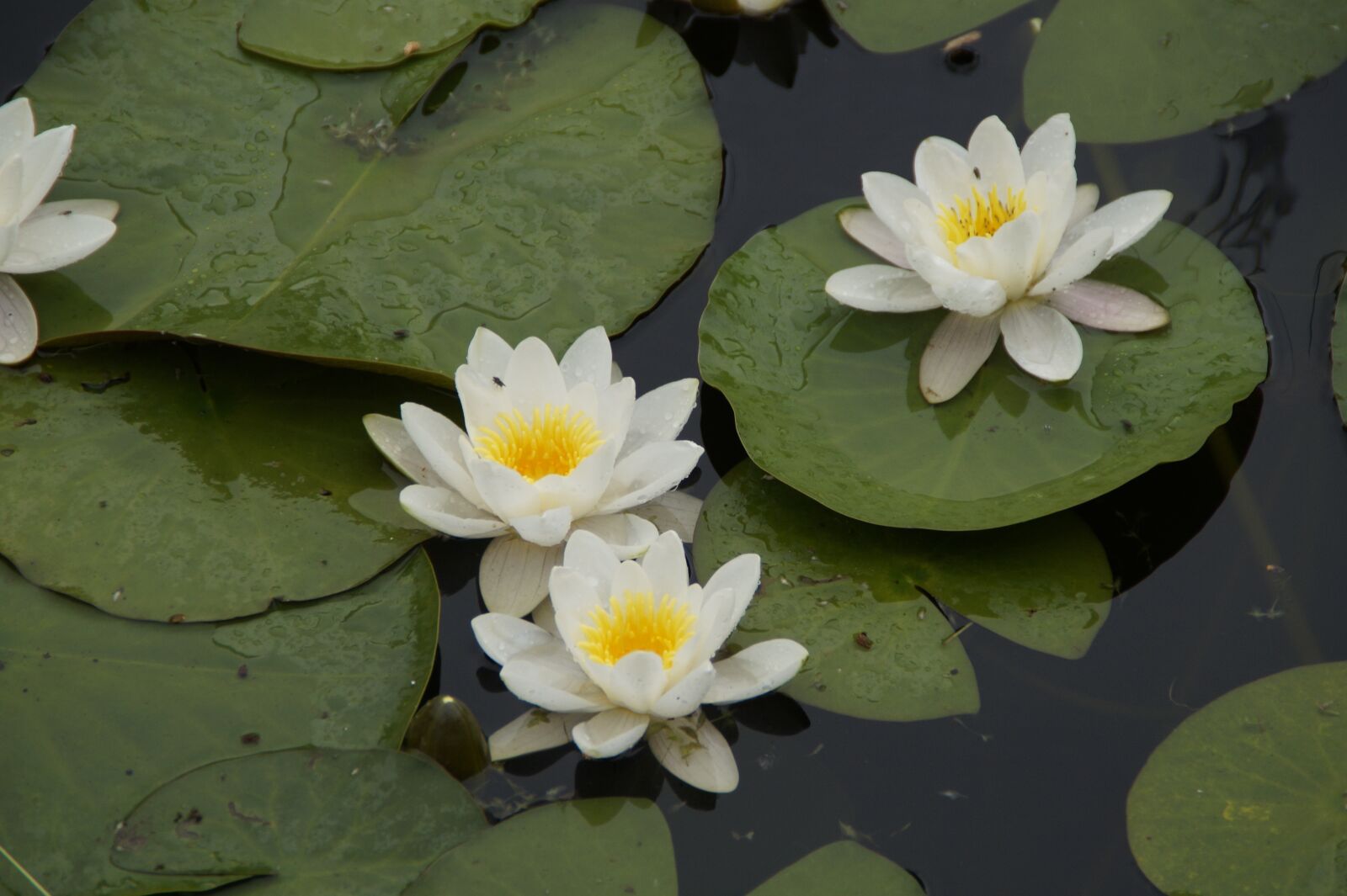 Sony SLT-A58 sample photo. Water lilies, white water photography