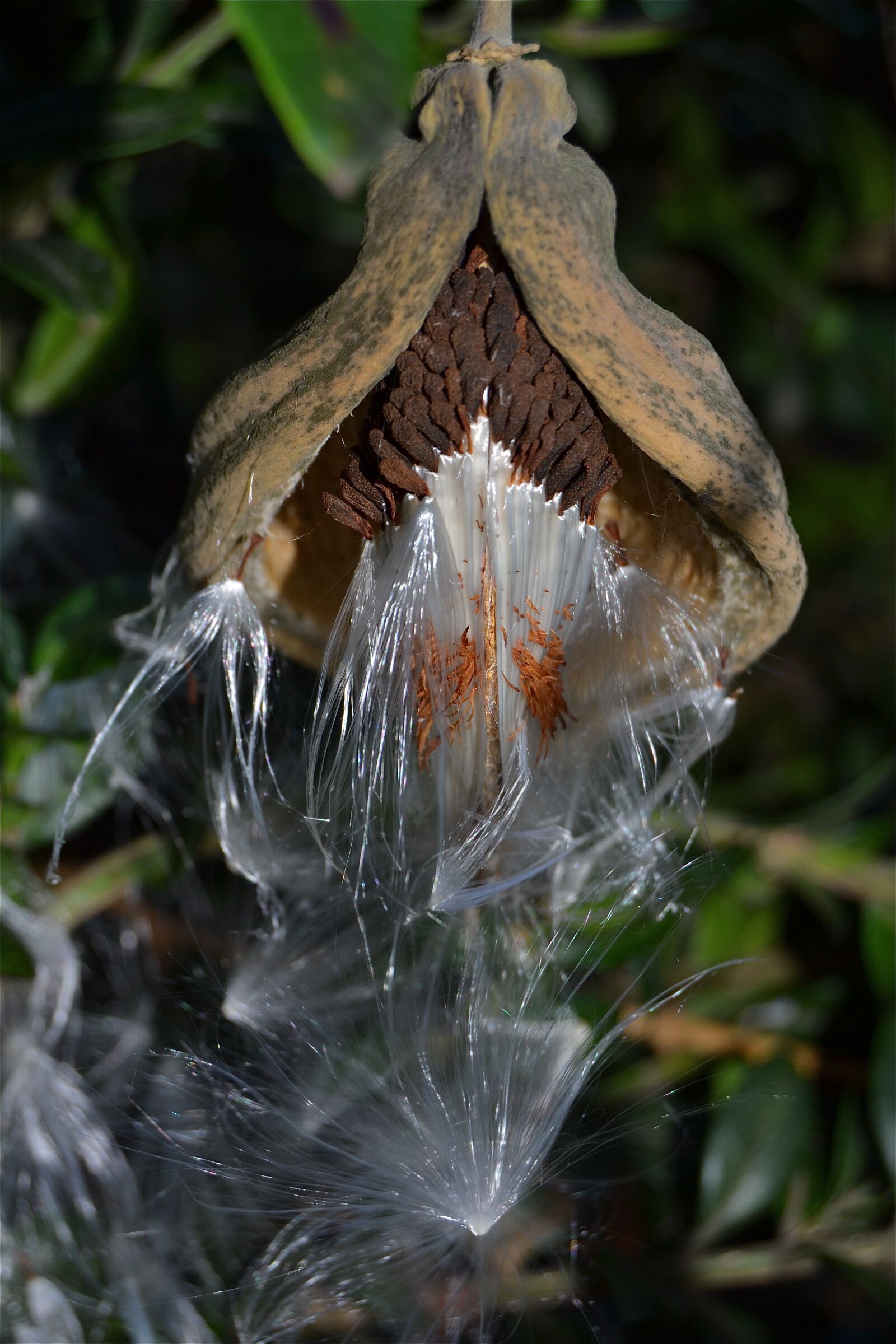 Nikon D3100 sample photo. Convolvulus, seeds, spring photography