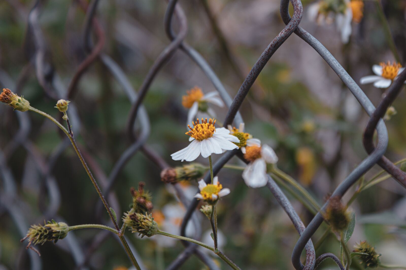 Canon EOS 650D (EOS Rebel T4i / EOS Kiss X6i) sample photo. Flower, nature, classic photography