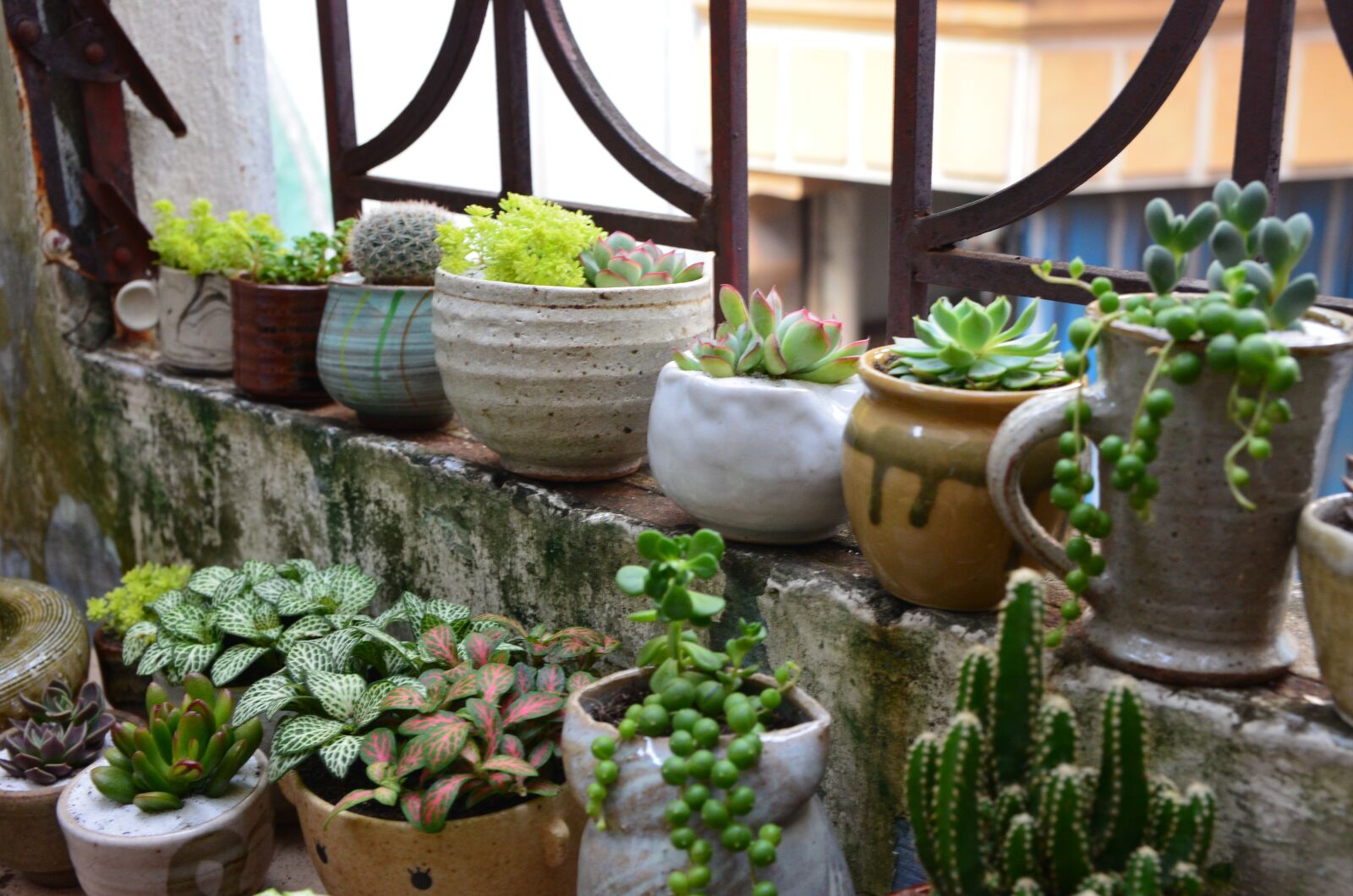 Nikon D5100 sample photo. Terrarium, tree, pottery photography