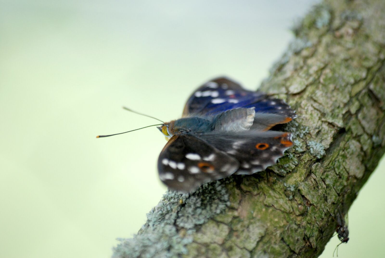 Nikon D80 sample photo. Butterfly, tree, branch photography